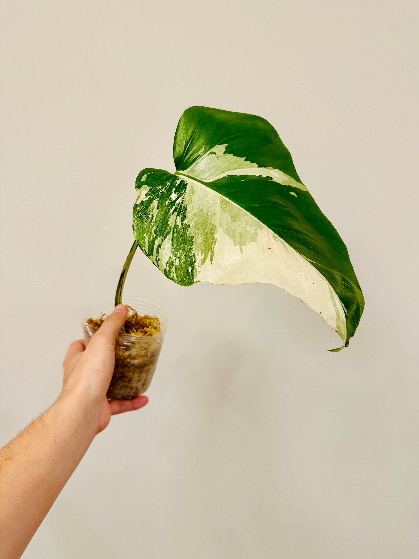 Monstera Deliciosa Albo Borsigiana Japanese White Tiger