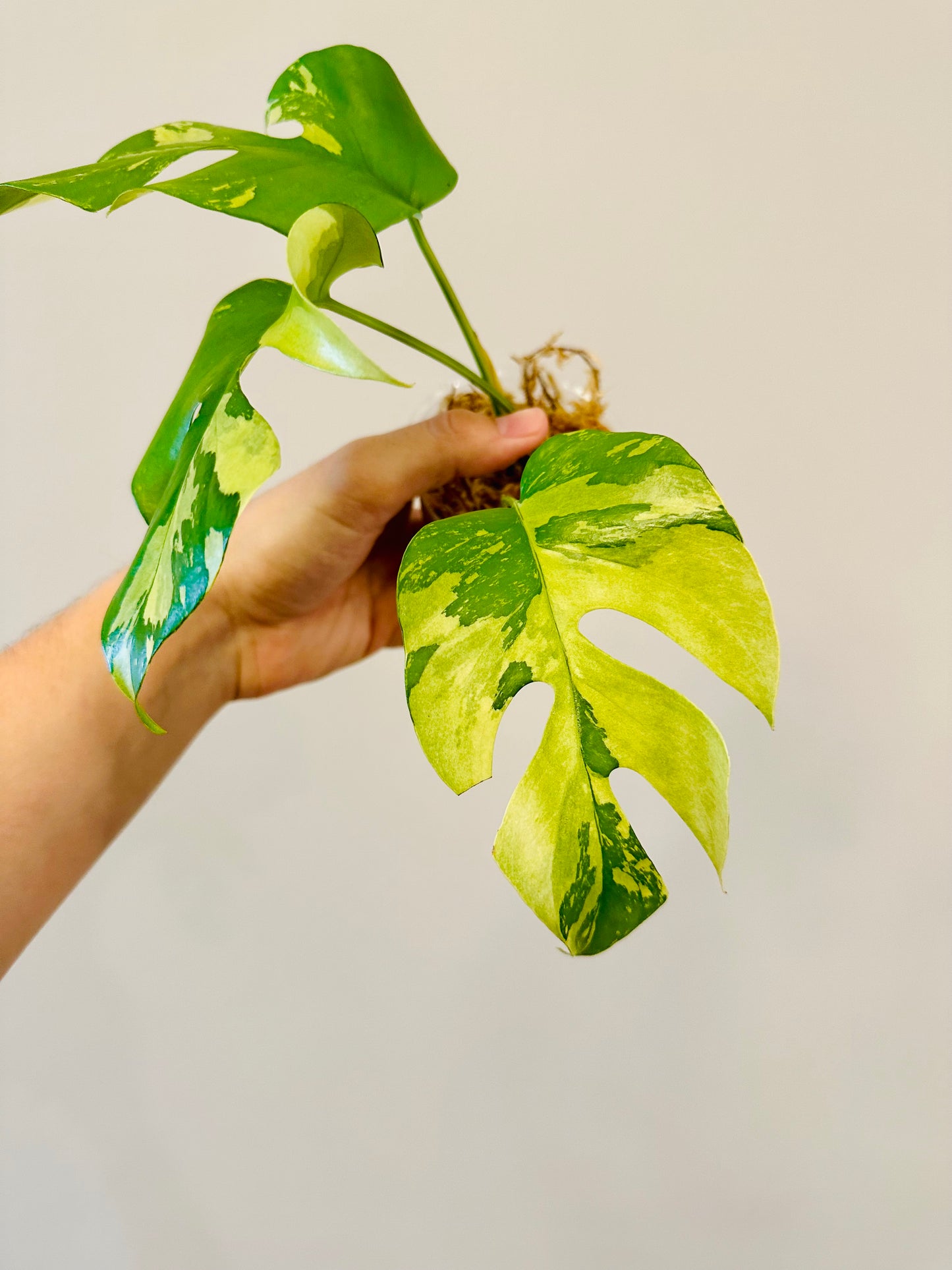 Monstera Tetrasperma Variegada