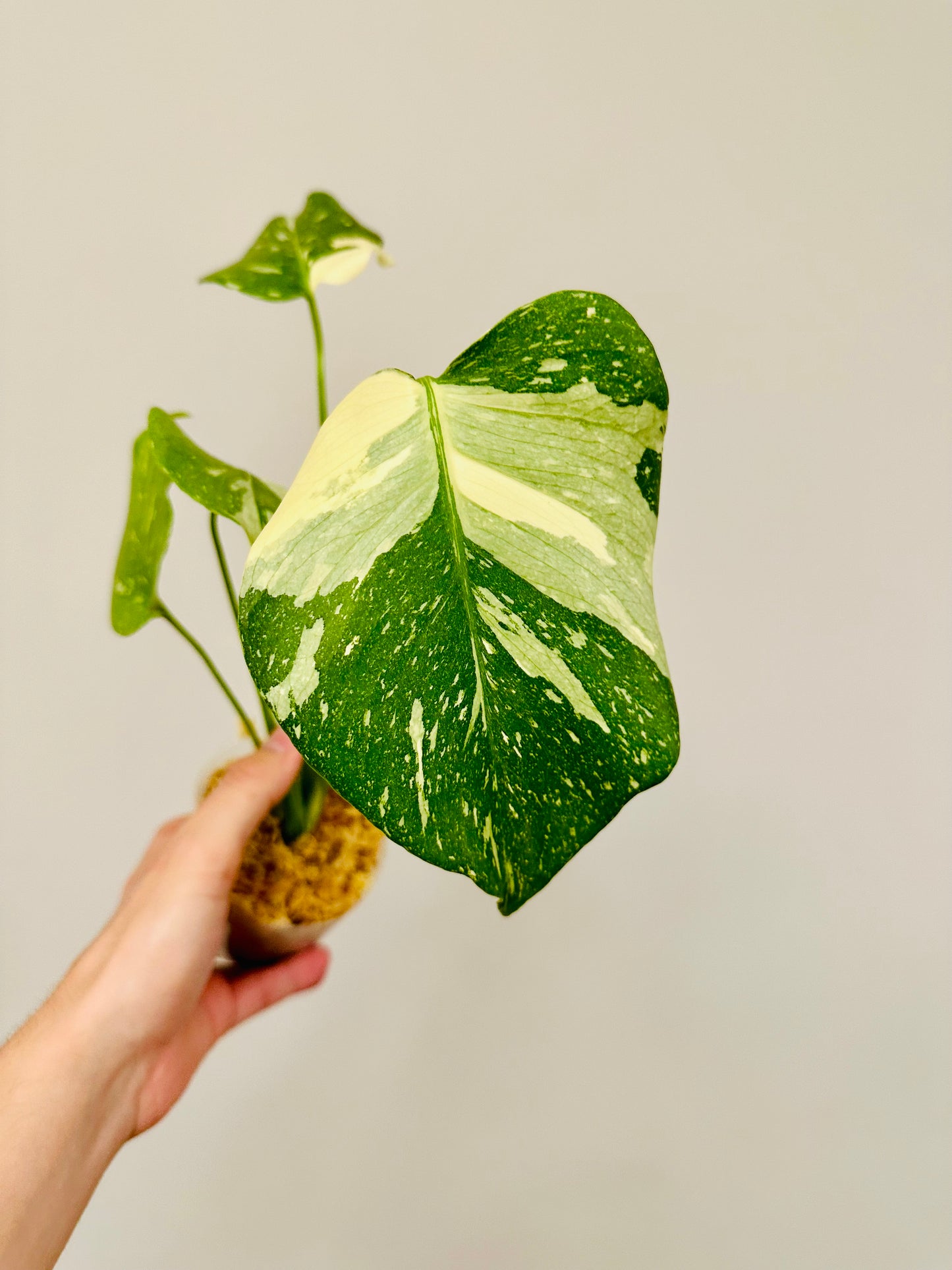 Monstera Thai Constellation