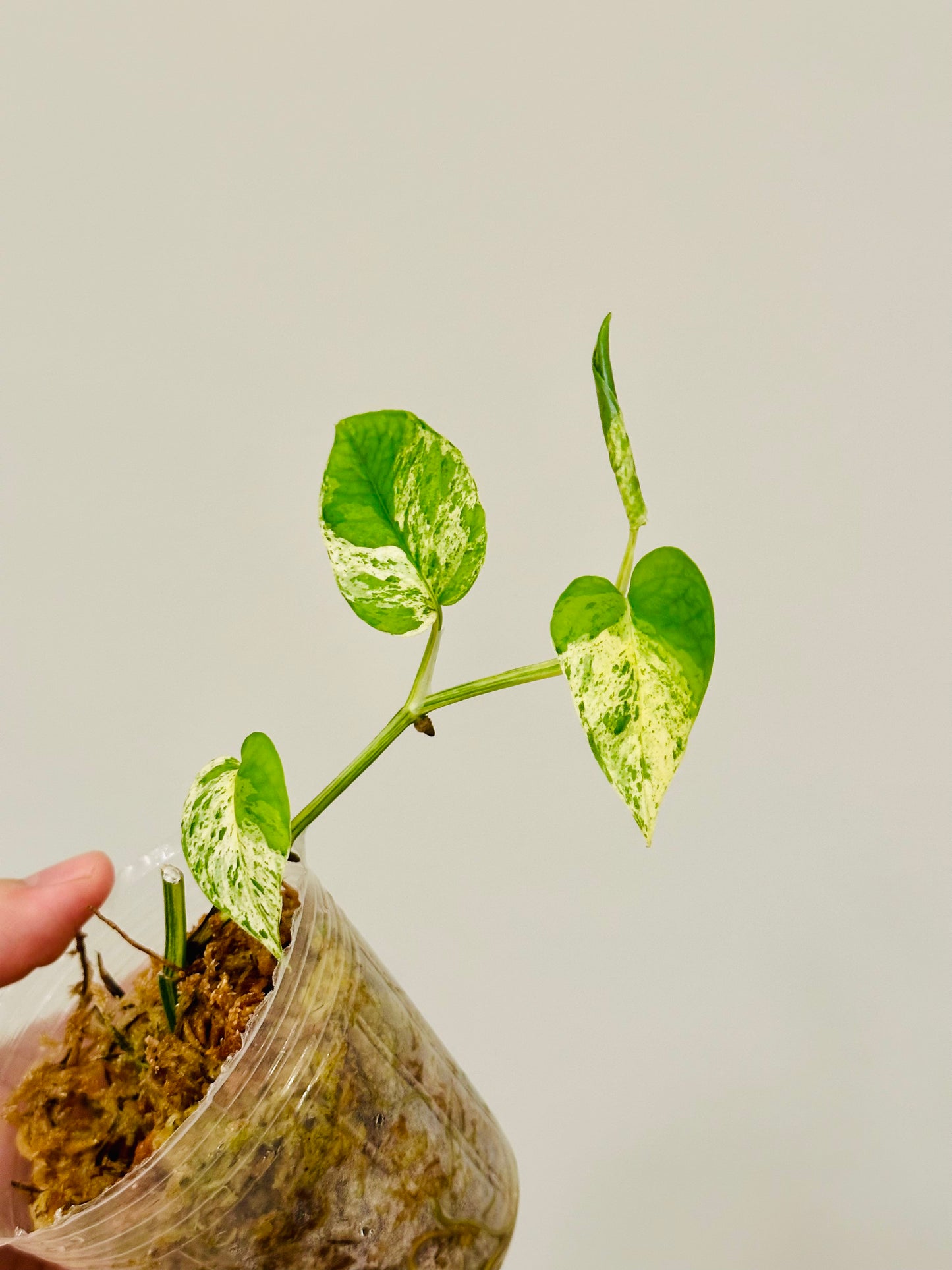 Epipremnum Pinnatum Marble