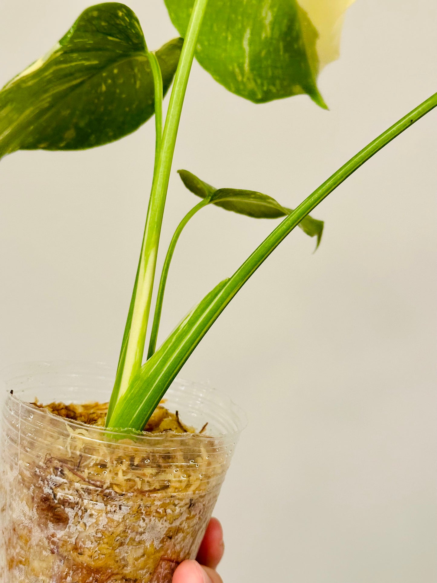 Monstera Thai Constellation