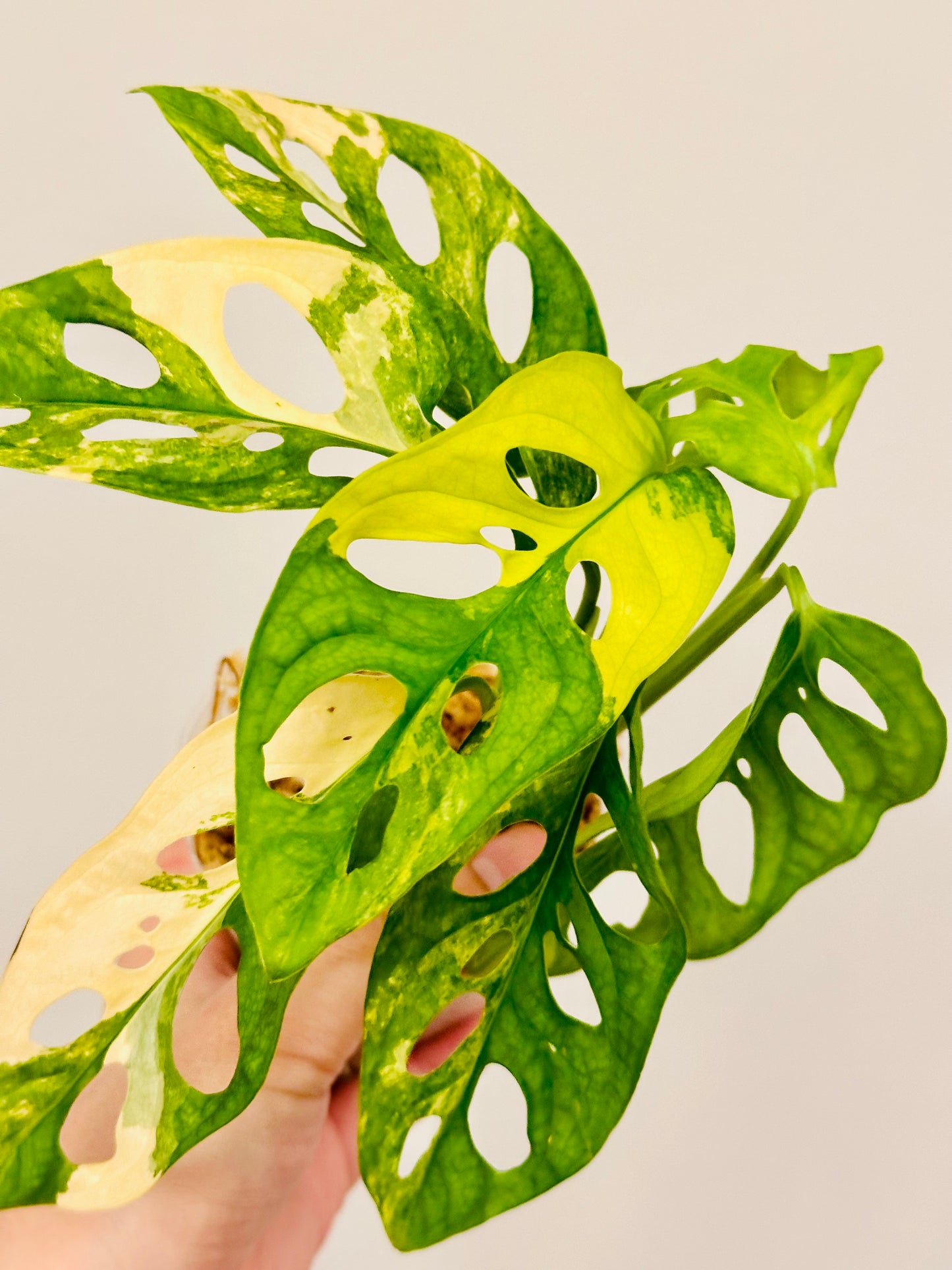 Monstera Adansonii Aurea