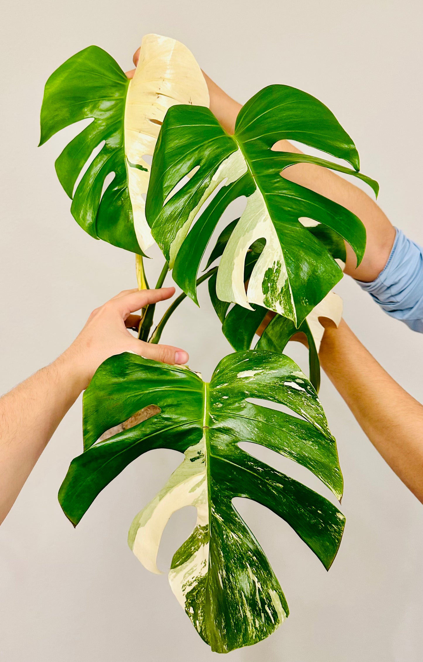 Monstera Deliciosa Albo Borsigiana Japanese White Tiger