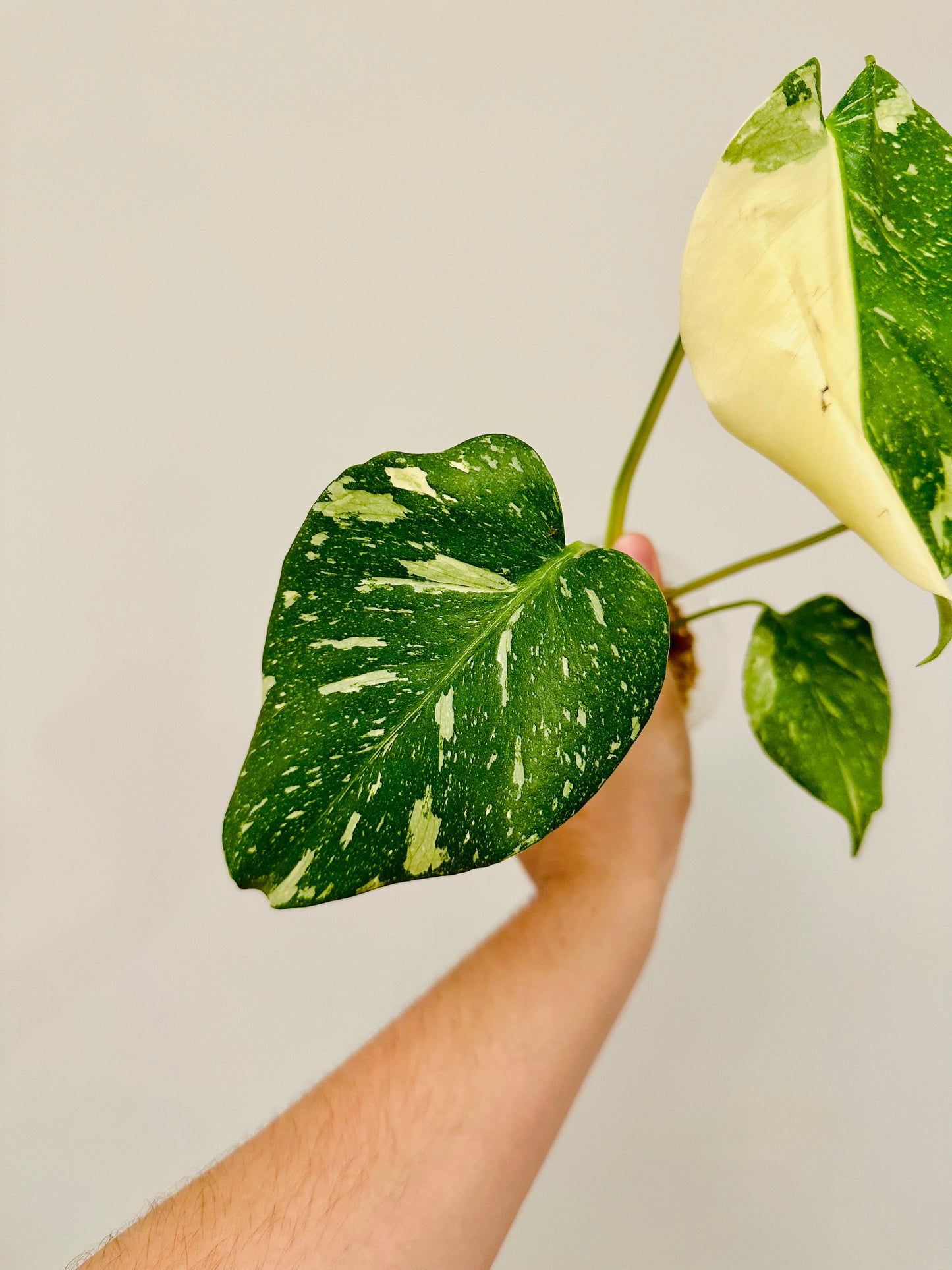 Monstera Thai Constellation