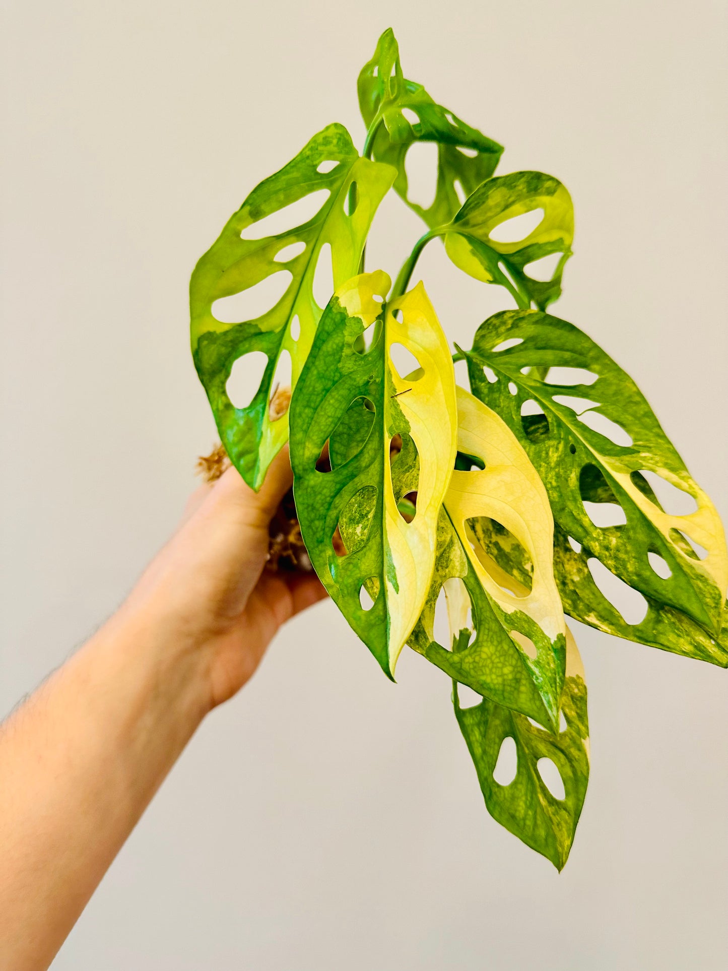 Monstera Adansonii Aurea