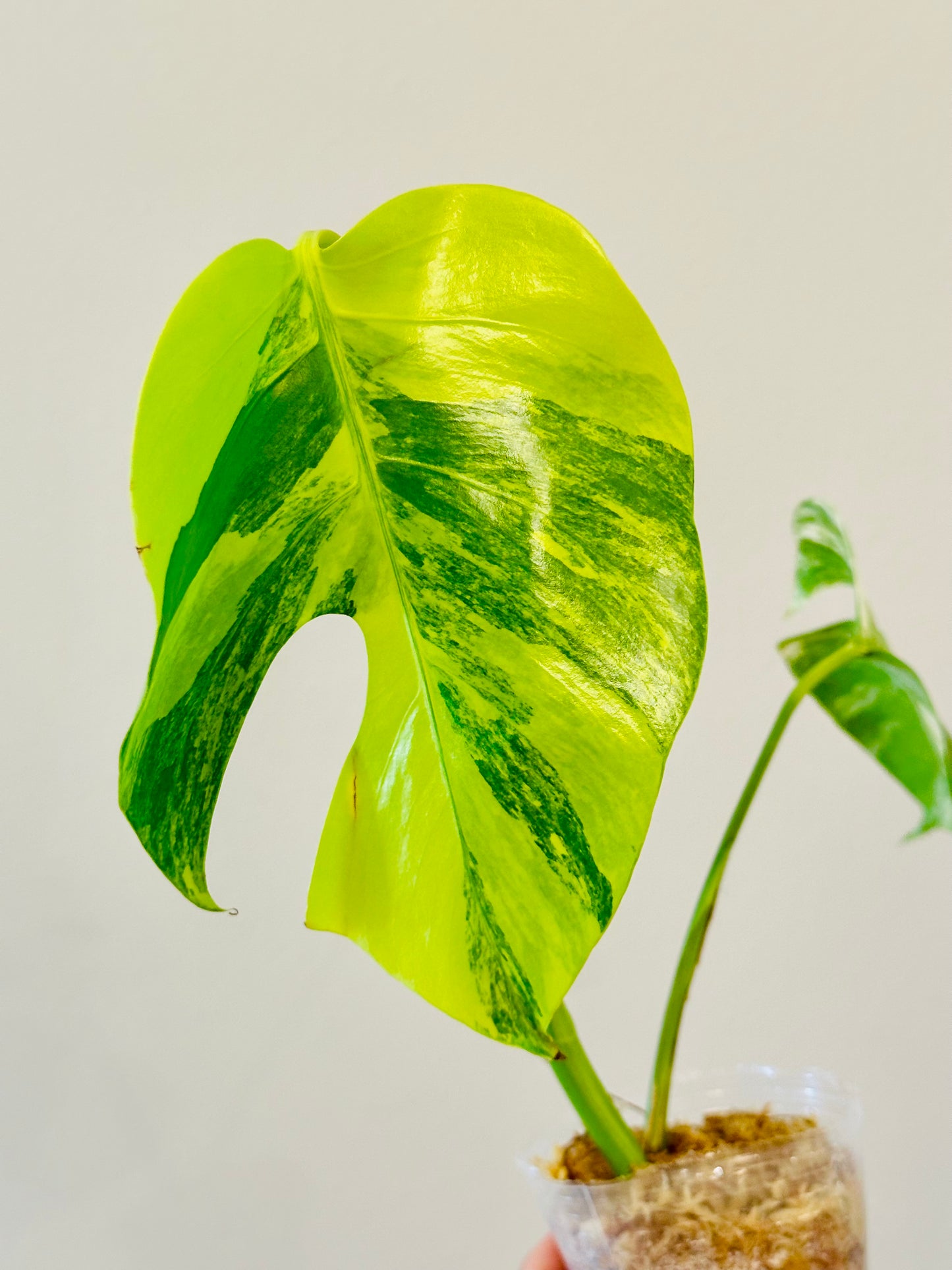 Monstera Aurea Borsigiana