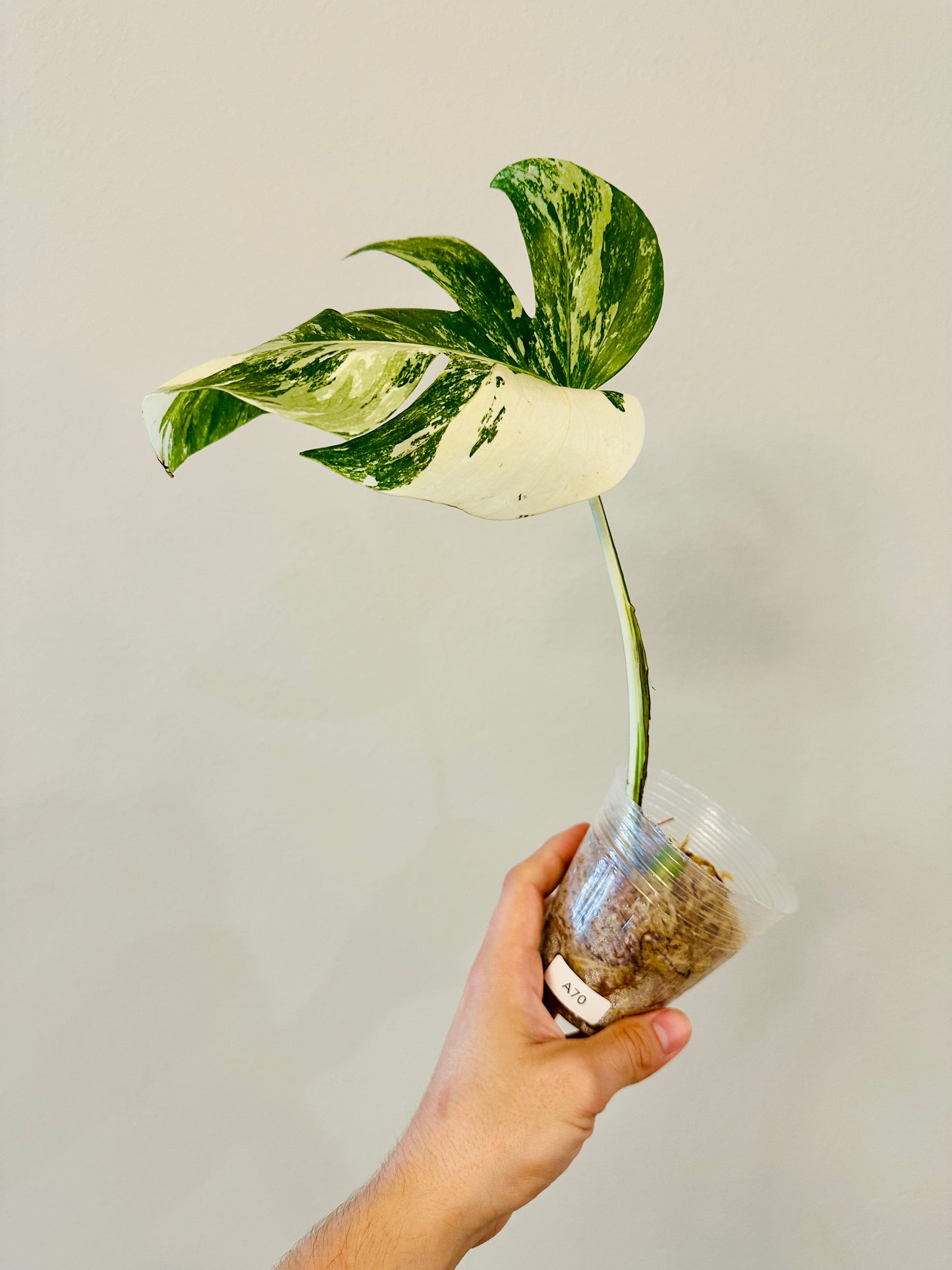 Monstera Deliciosa Albo Borsigiana Japanese White Tiger