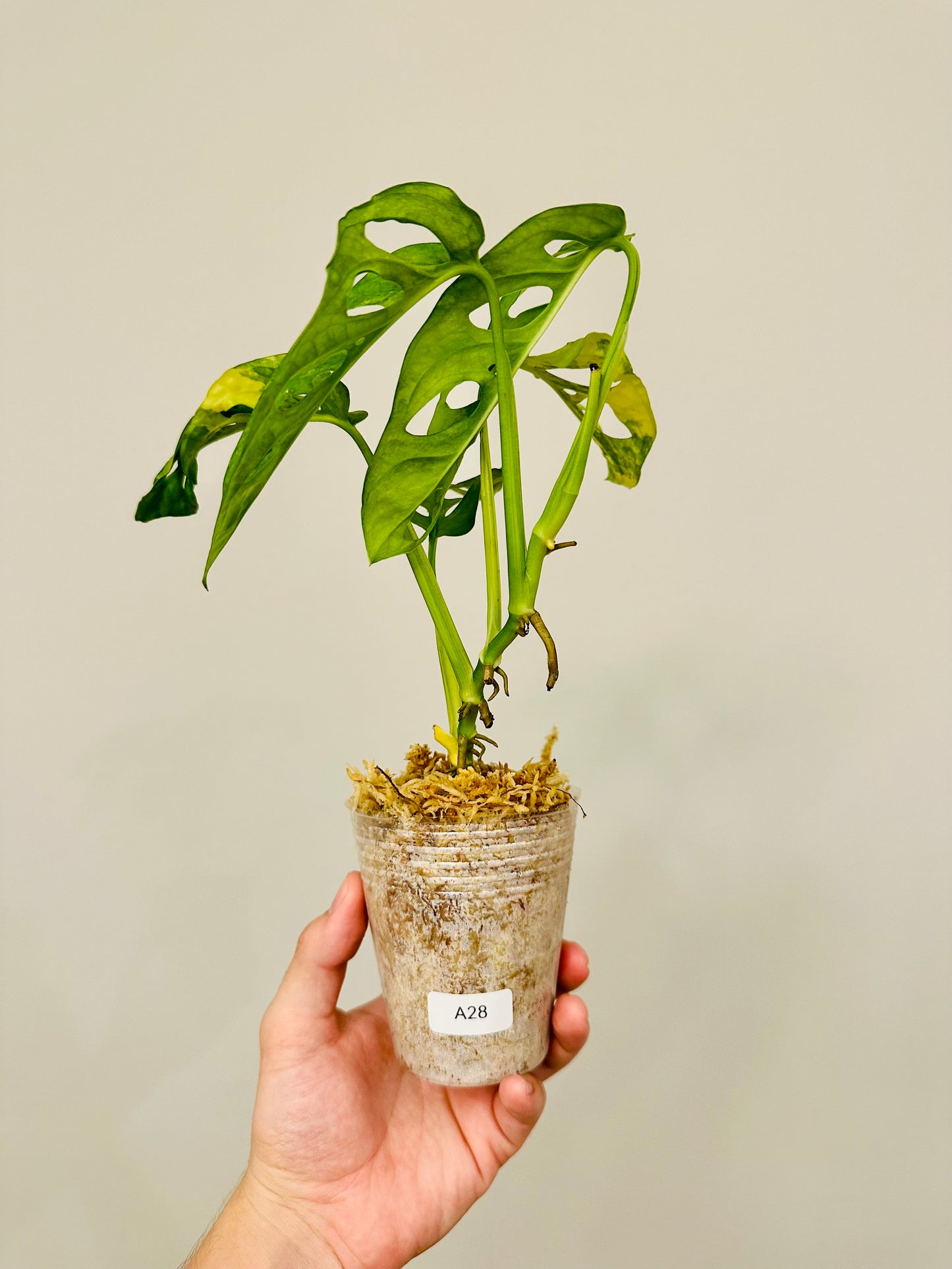 Monstera Adansonii Aurea