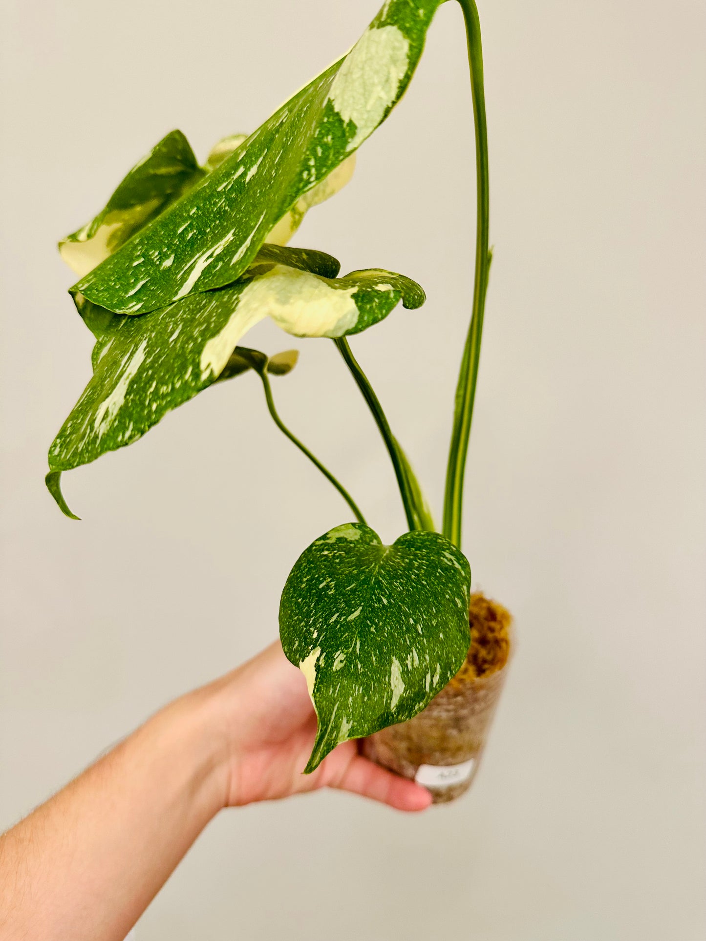 Monstera Thai Constellation