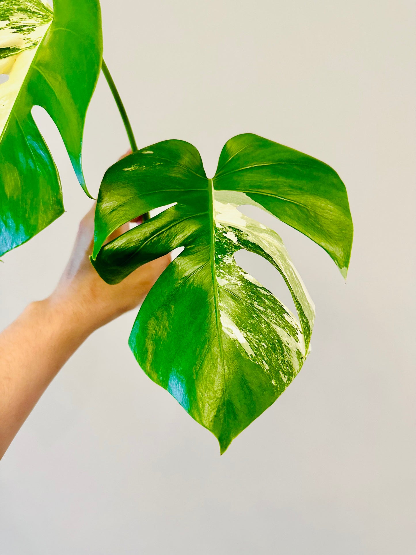 Monstera Deliciosa Albo Borsigiana Japanese White Tiger