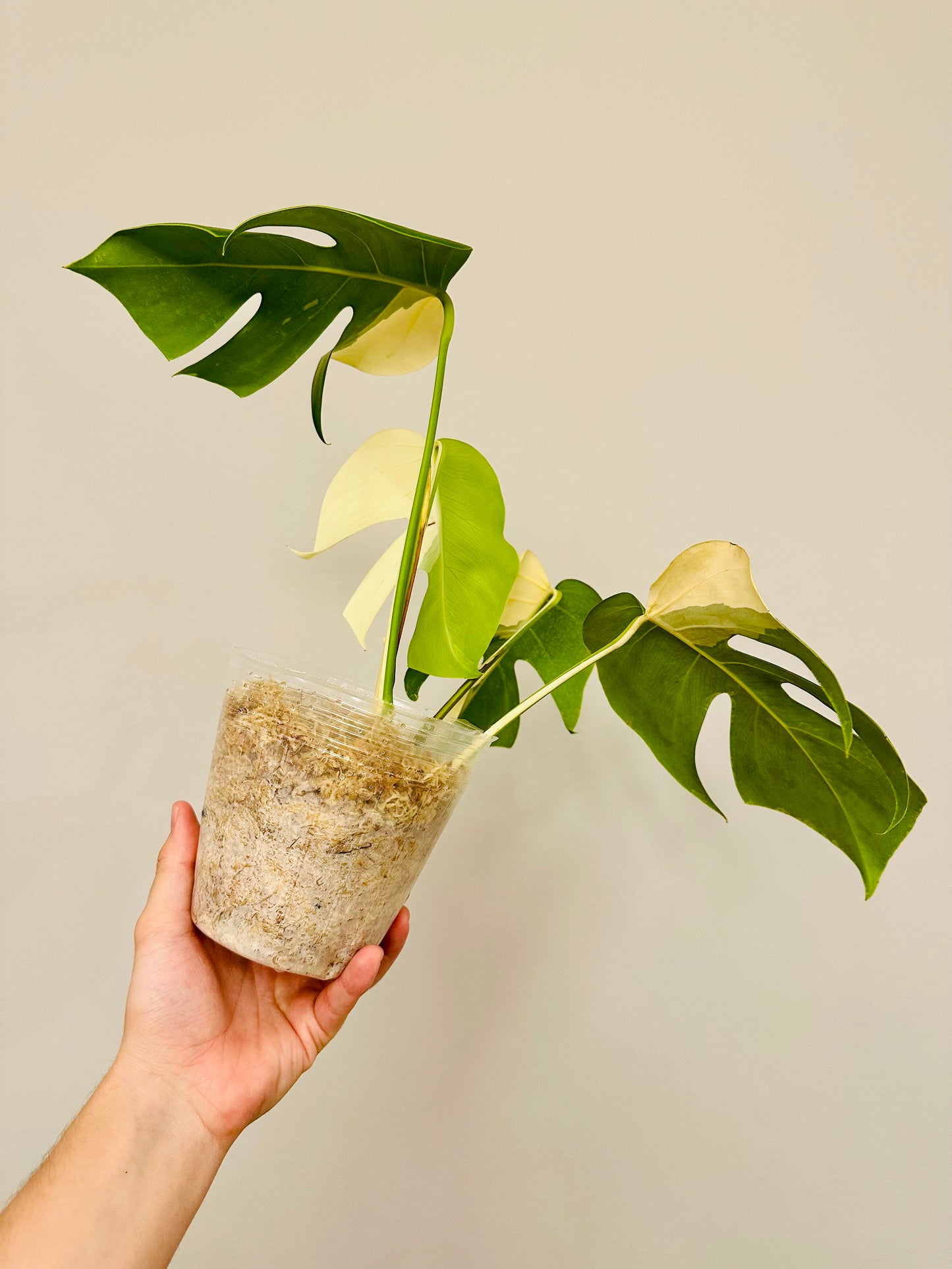 Monstera Deliciosa Albo Borsigiana Japanese White Tiger