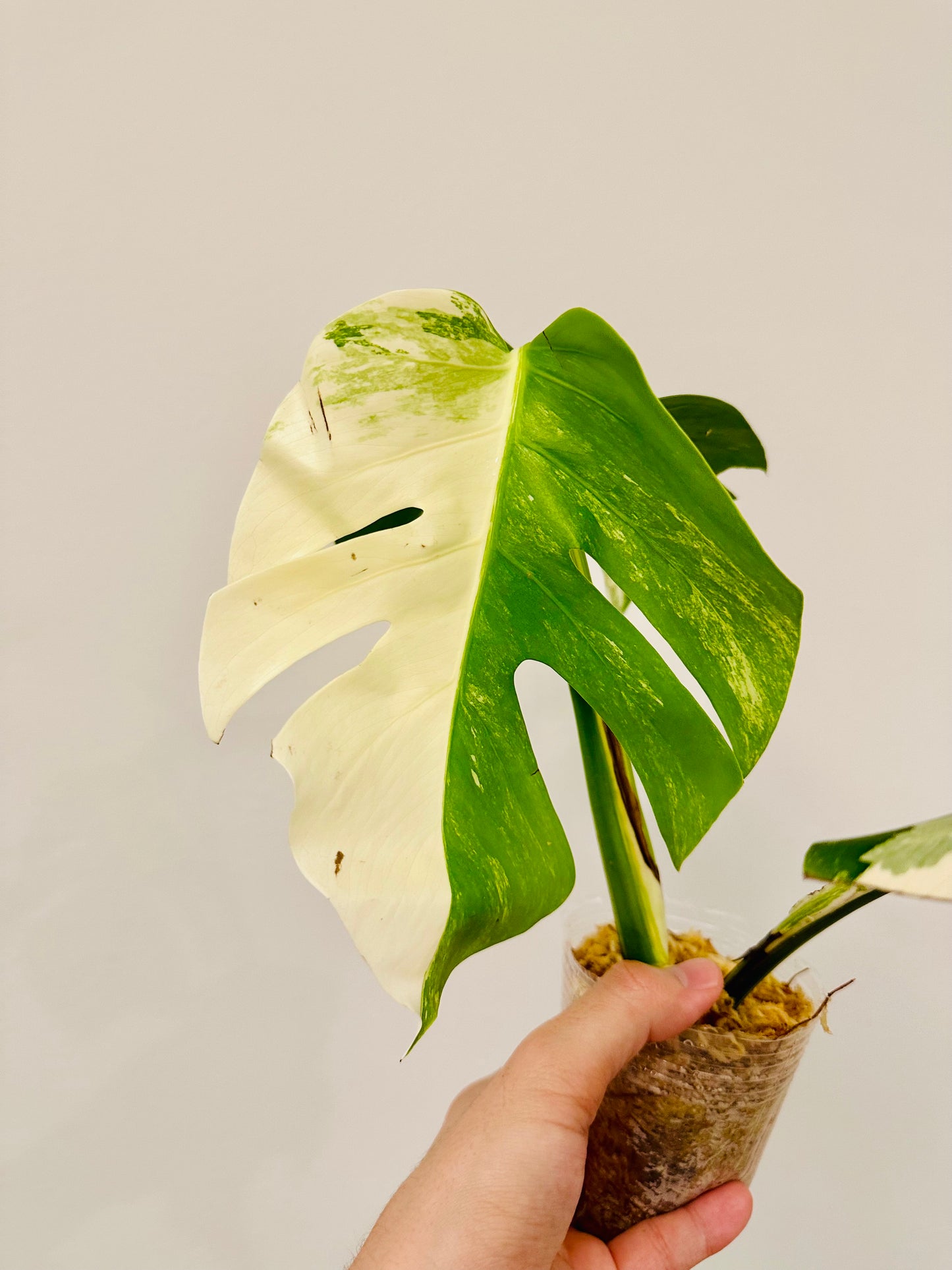 Monstera Deliciosa Albo Borsigiana Japanese White Tiger