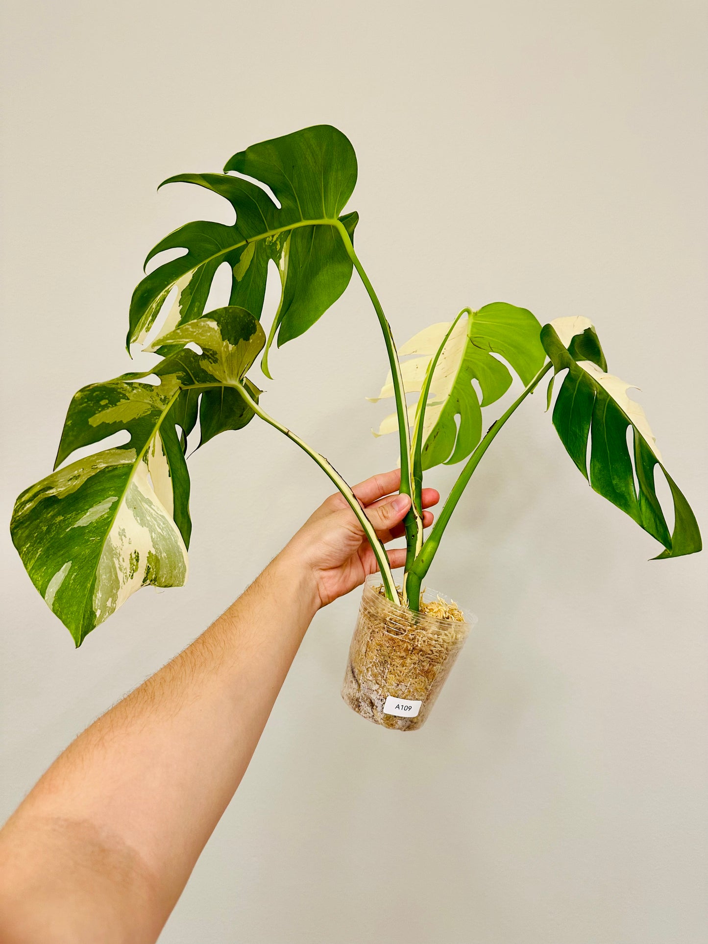 Monstera Deliciosa Albo Borsigiana Japanese White Tiger