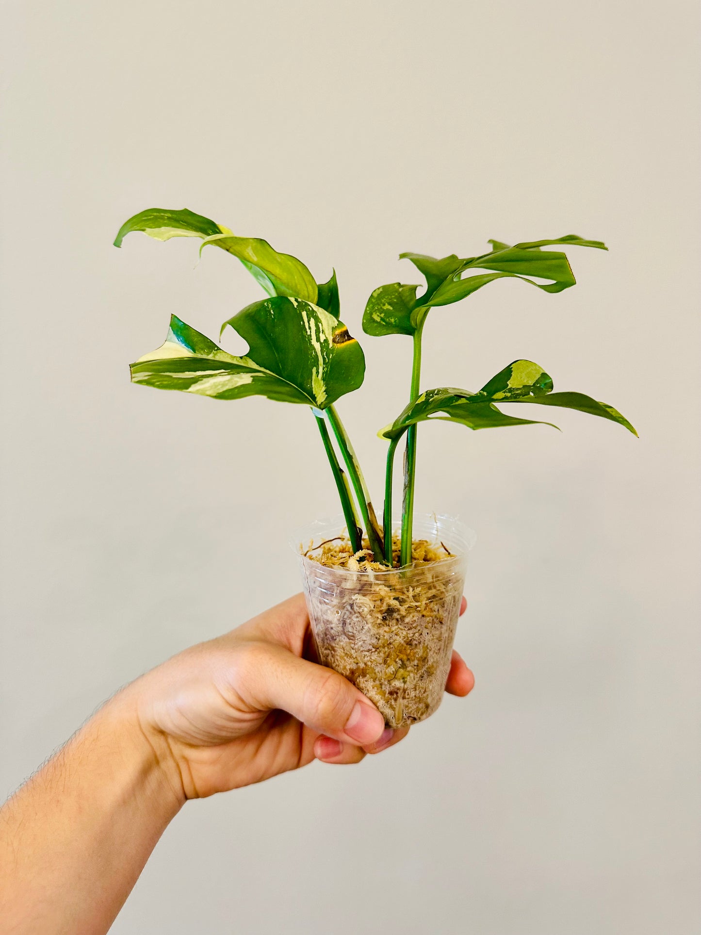 Monstera Tetrasperma Variegada