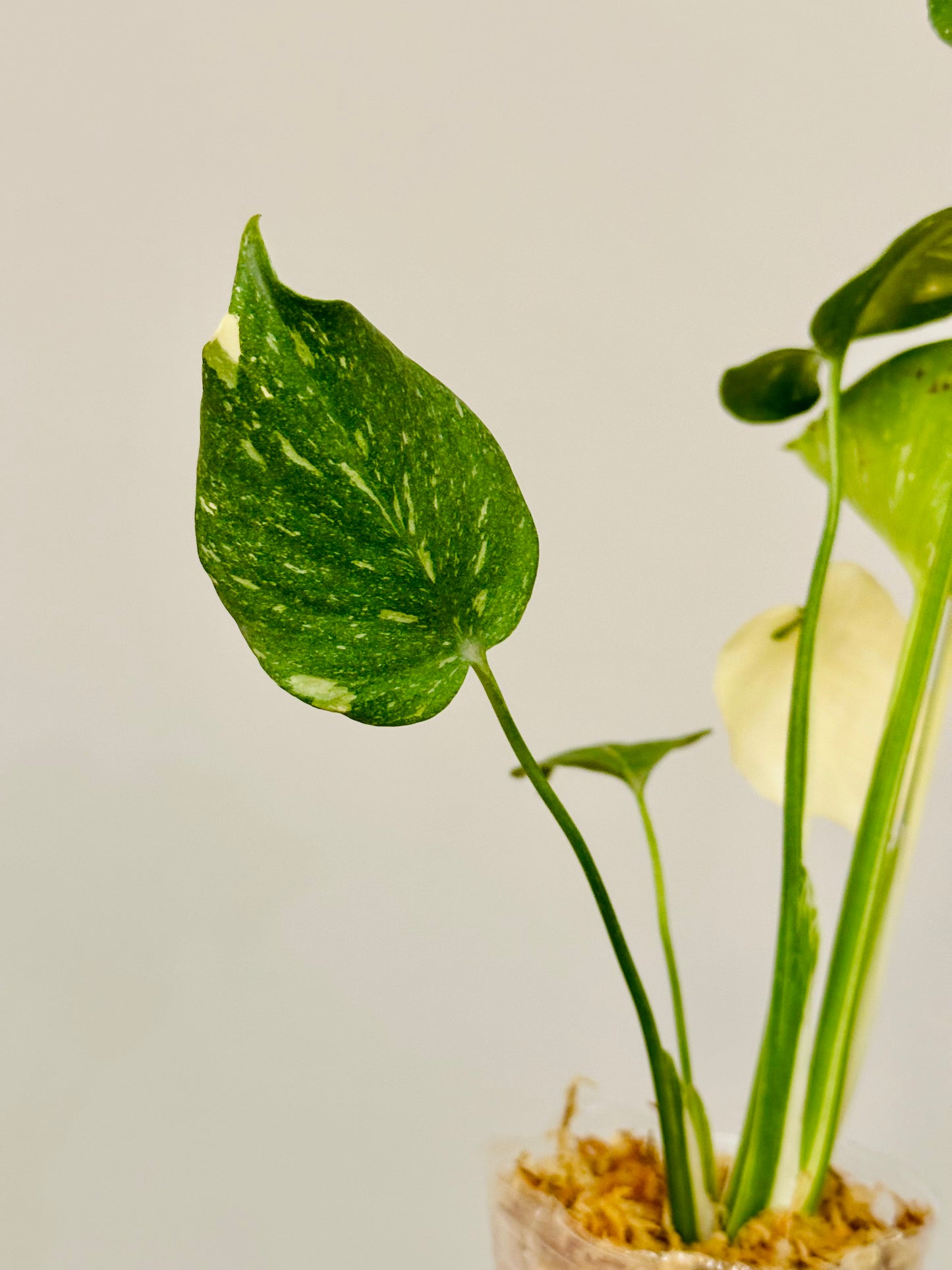 Monstera Thai Constellation