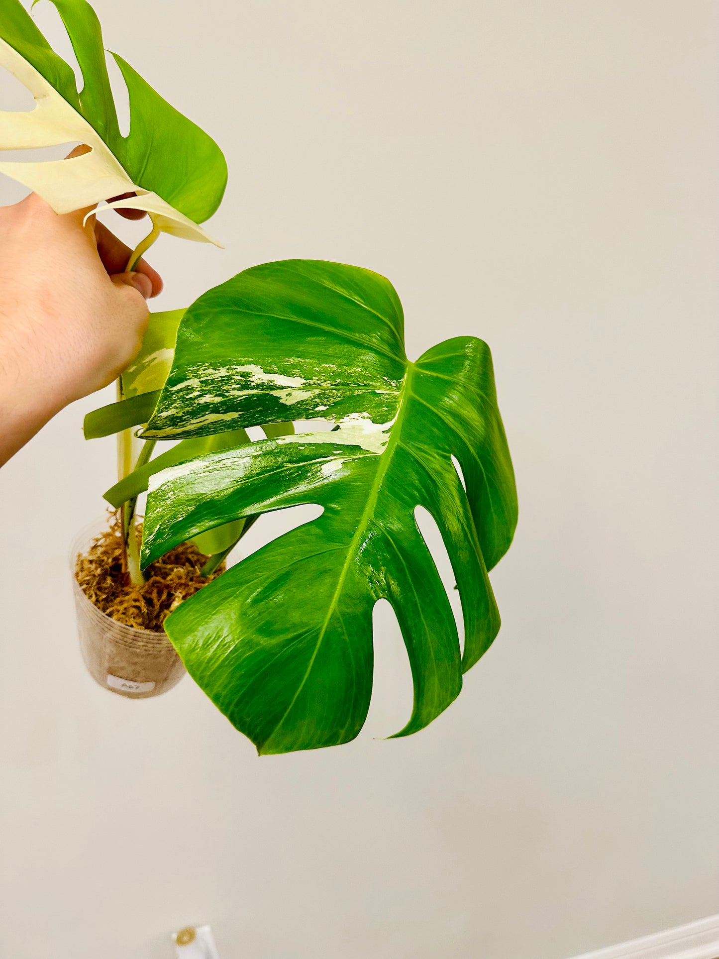 Monstera Deliciosa Albo Borsigiana Japanese White Tiger