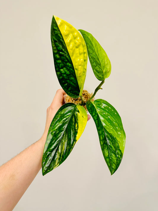 Monstera Peru Variegada