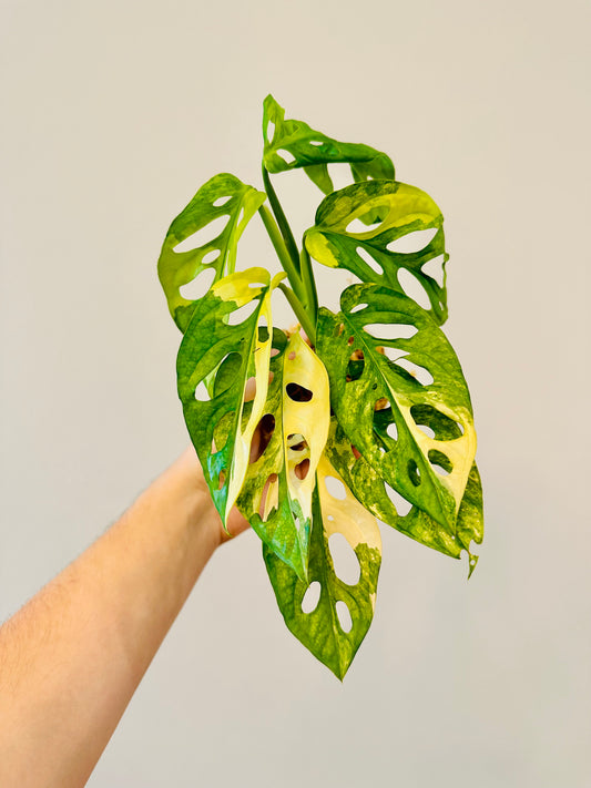 Monstera Adansonii Aurea