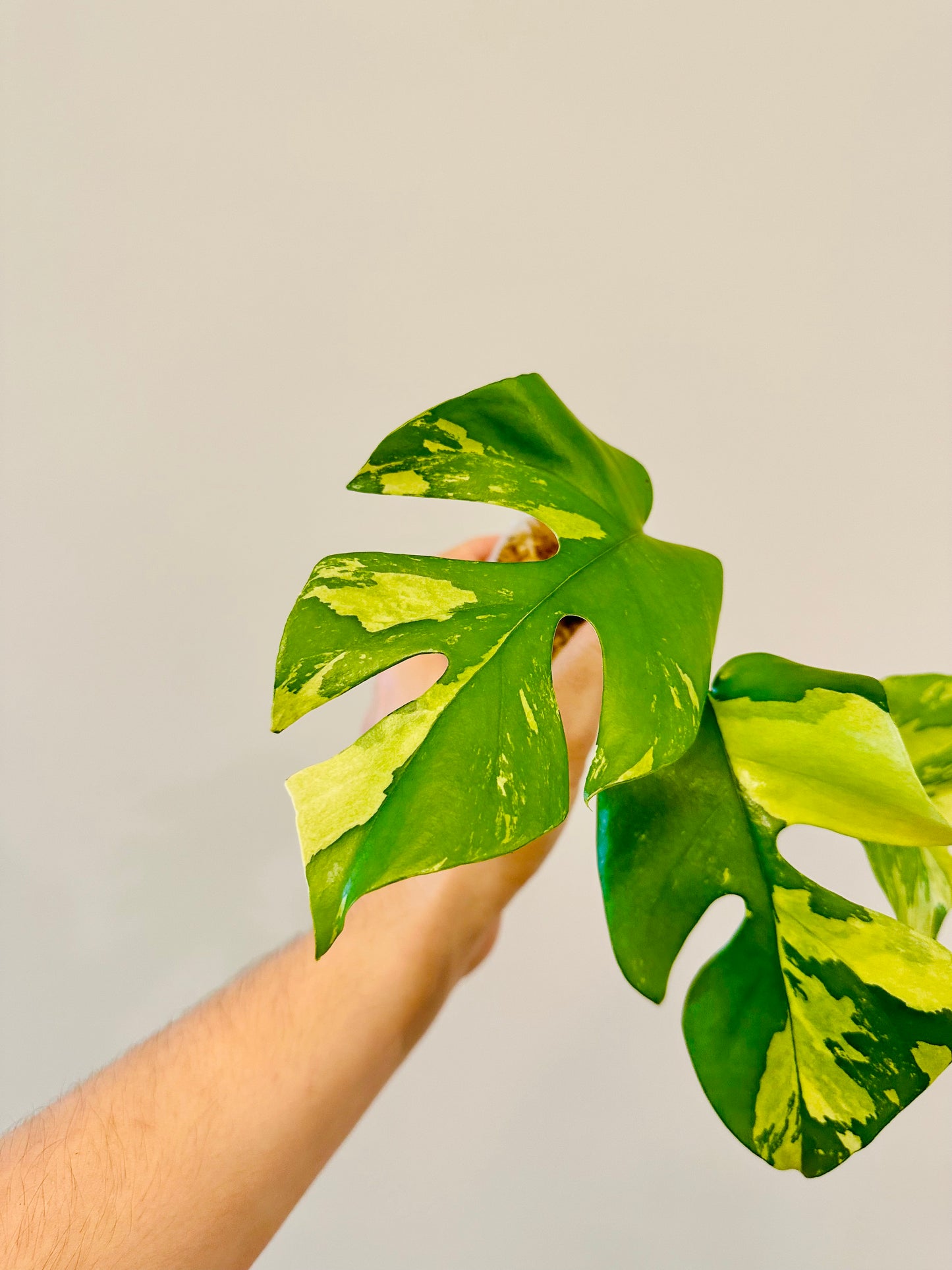 Monstera Tetrasperma Variegada