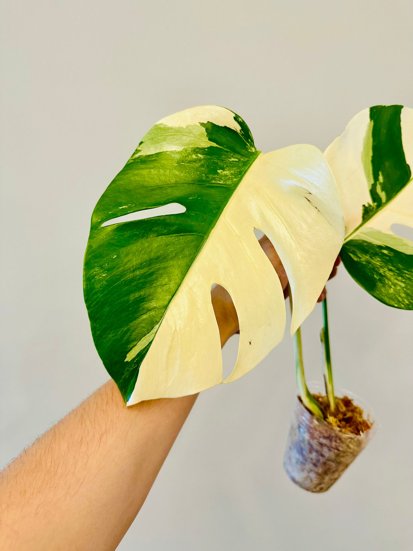 Monstera Deliciosa Albo Borsigiana Japanese White Tiger