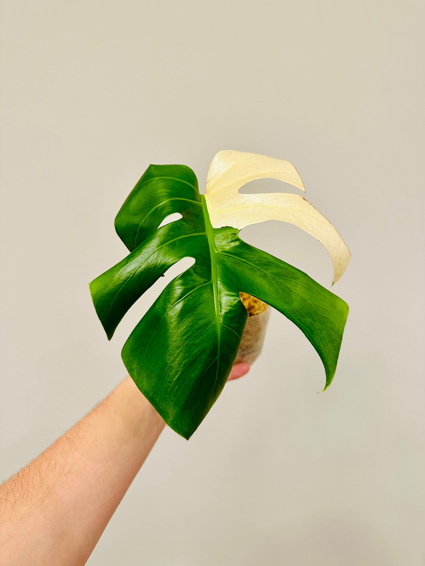 Monstera Deliciosa Albo Borsigiana Japanese White Tiger