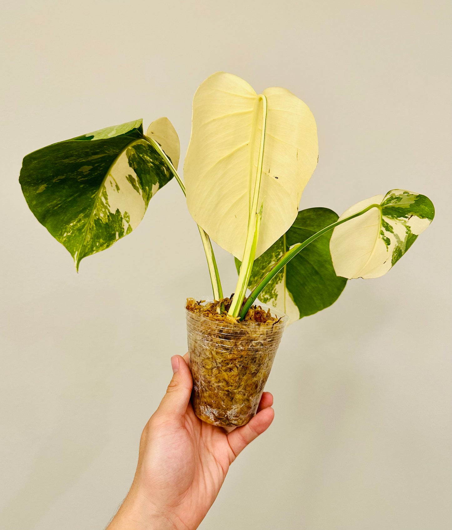 Monstera Deliciosa Albo Borsigiana Japanese White Tiger