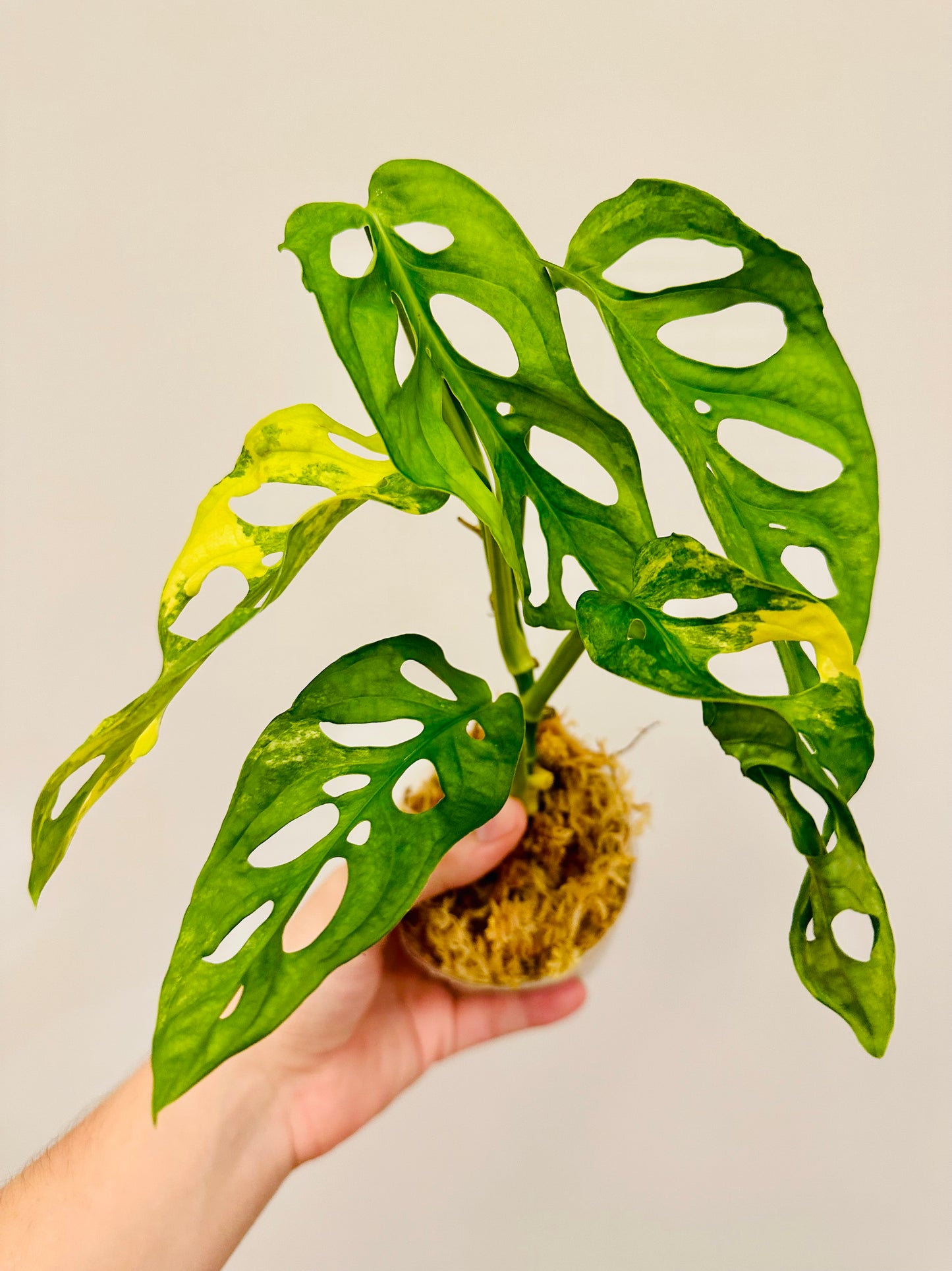 Monstera Adansonii Aurea