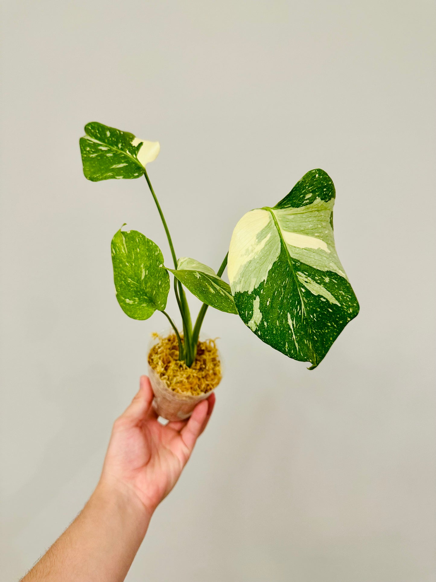 Monstera Thai Constellation