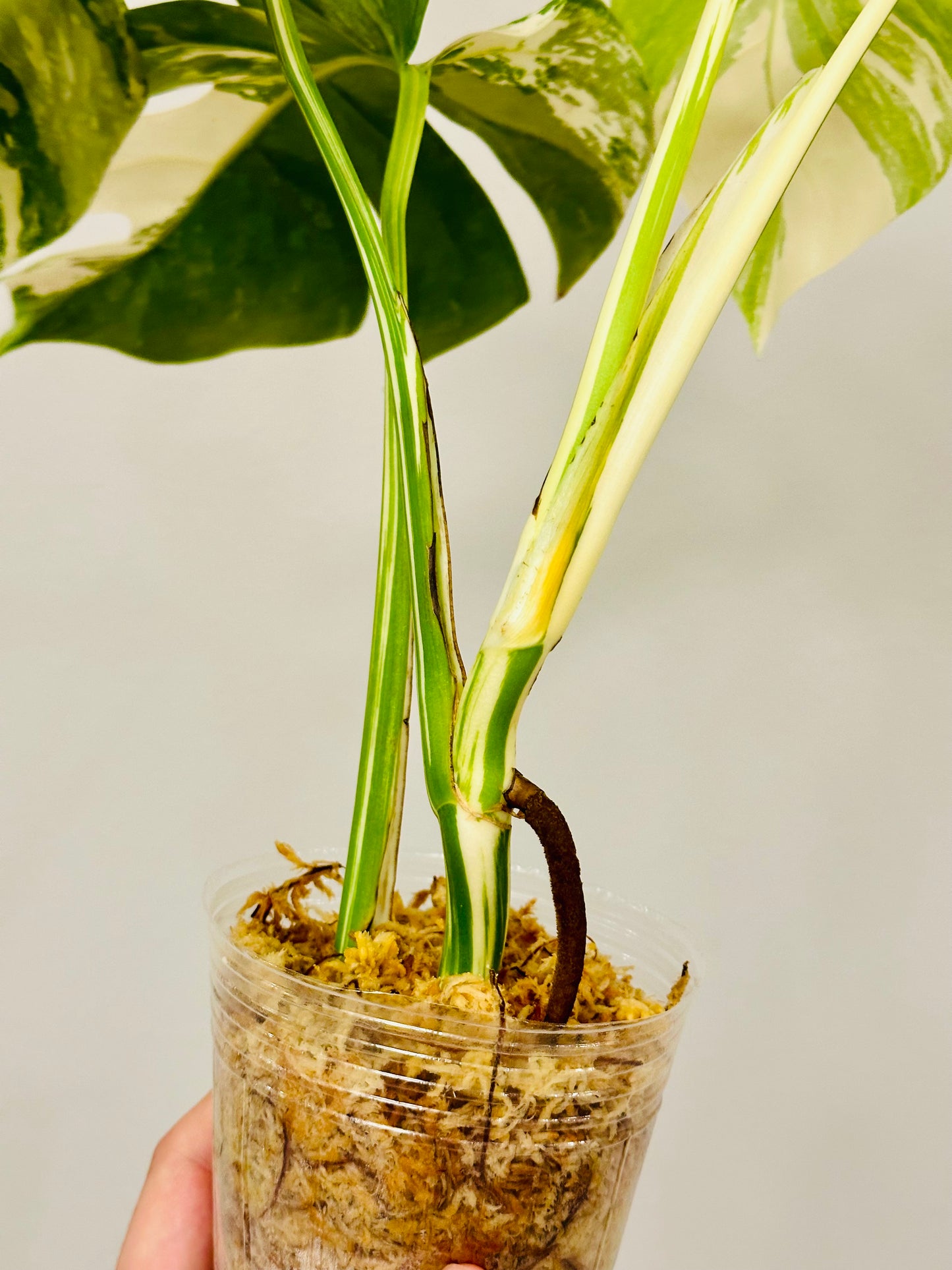 Monstera Deliciosa Albo Borsigiana Japanese White Tiger