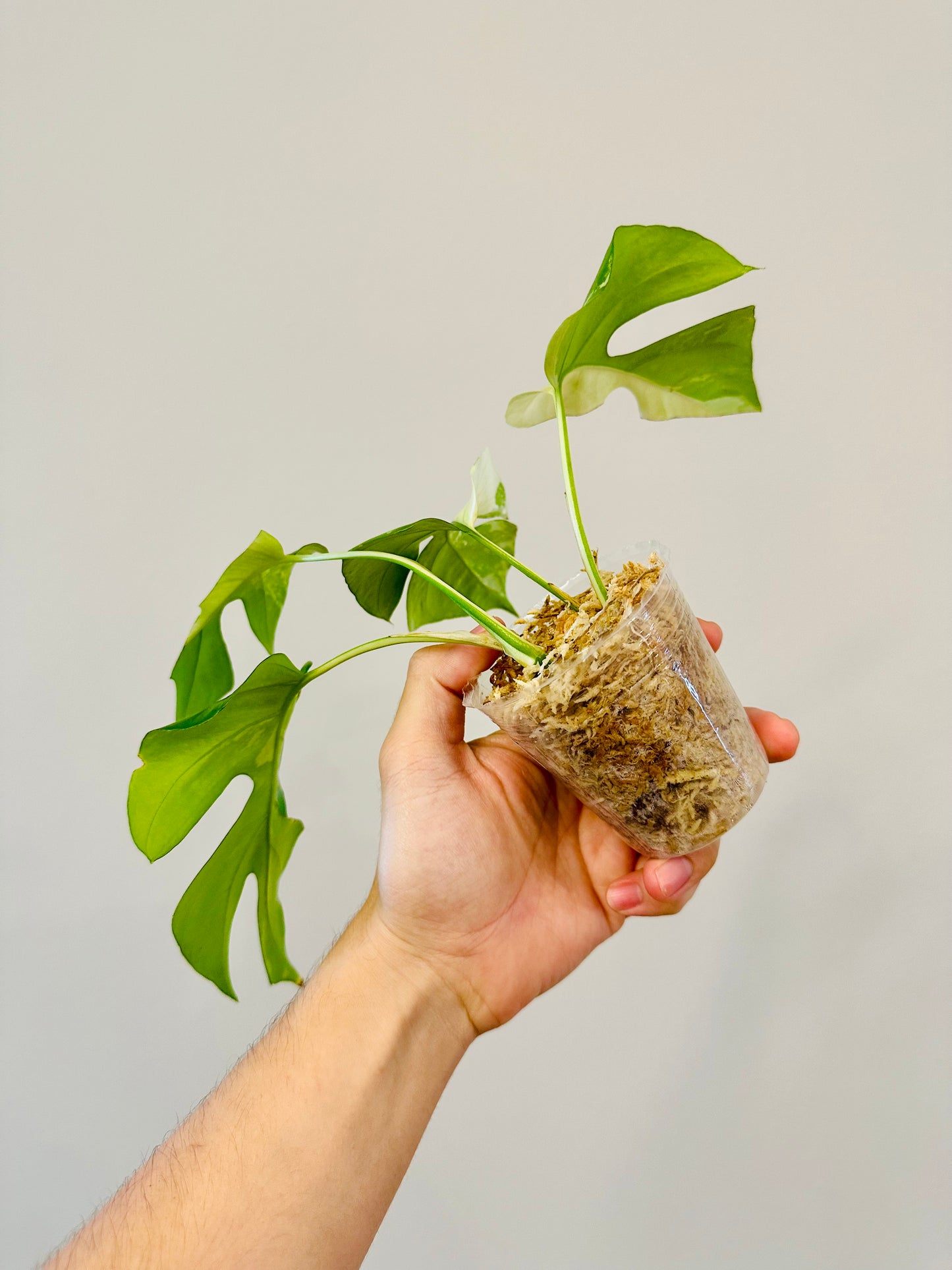 Monstera Tetrasperma Variegada