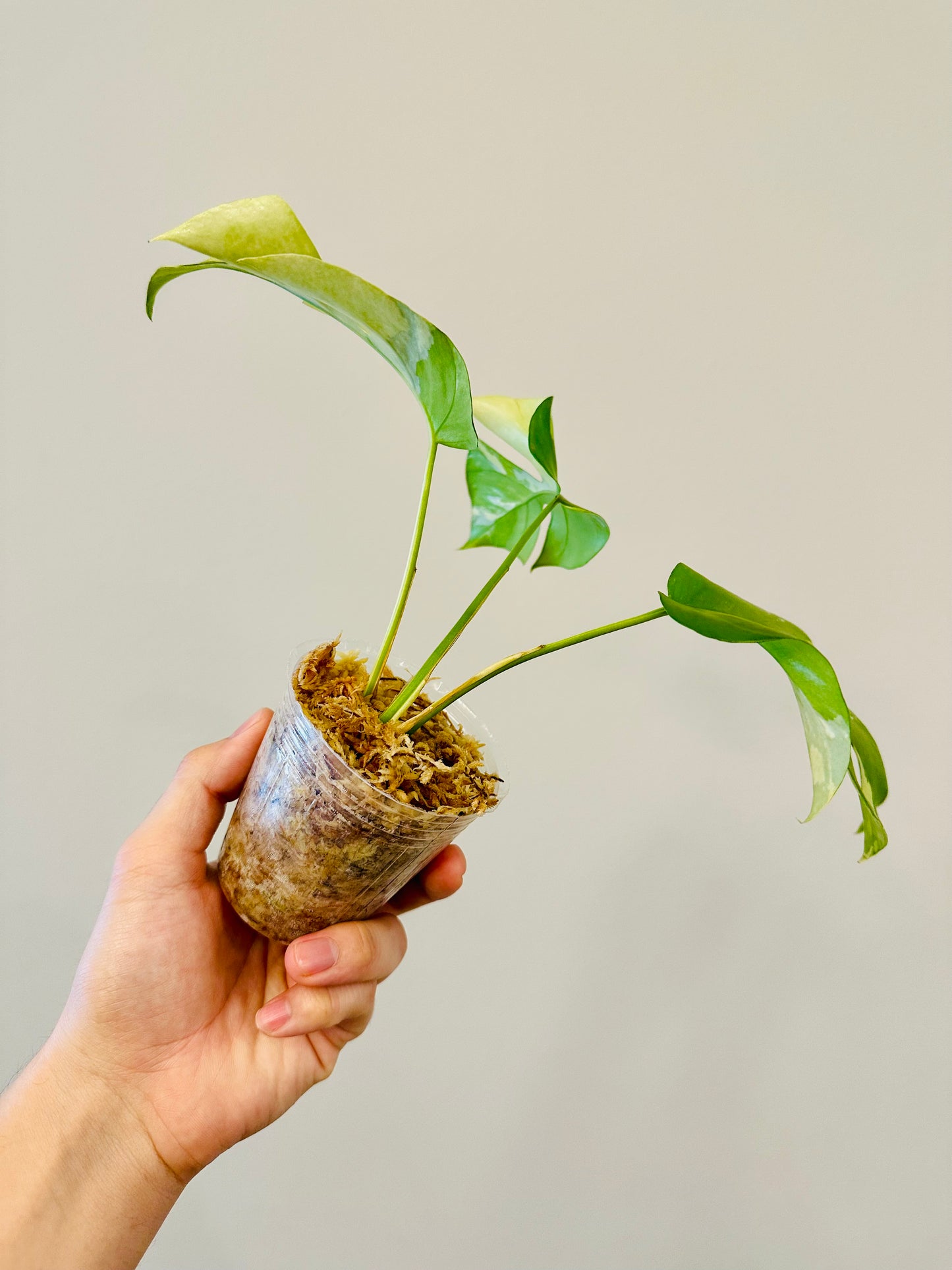 Monstera Tetrasperma Variegada