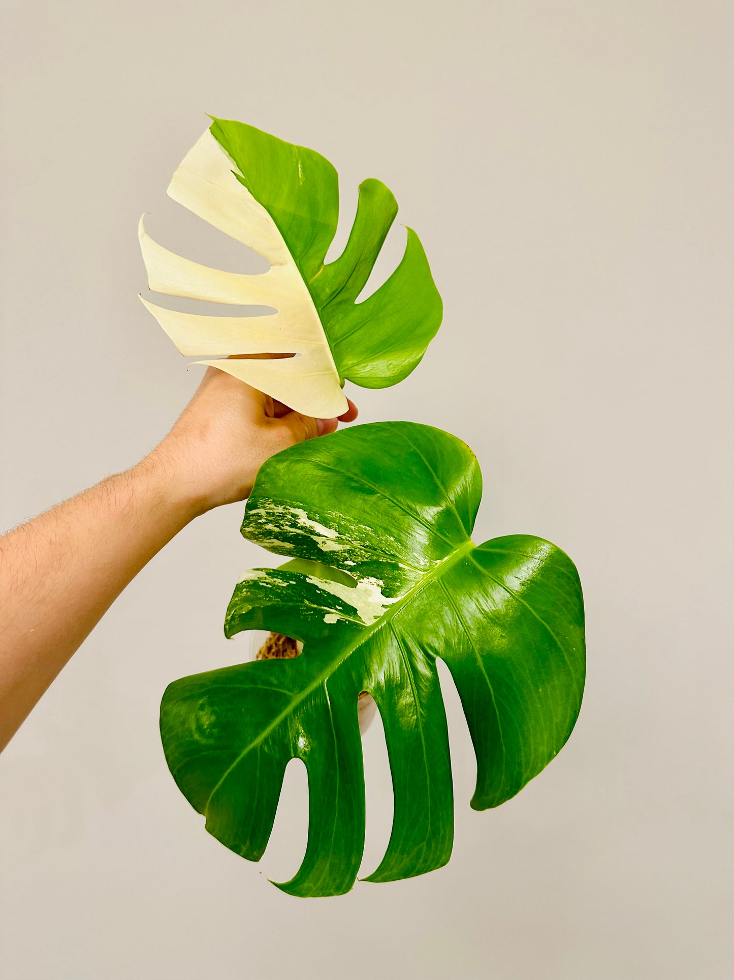 Monstera Deliciosa Albo Borsigiana Japanese White Tiger