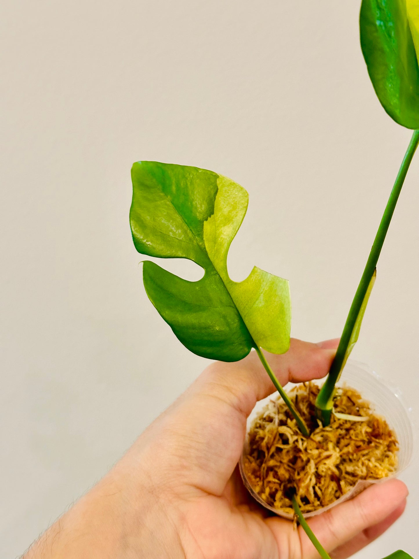 Monstera Tetrasperma Variegada