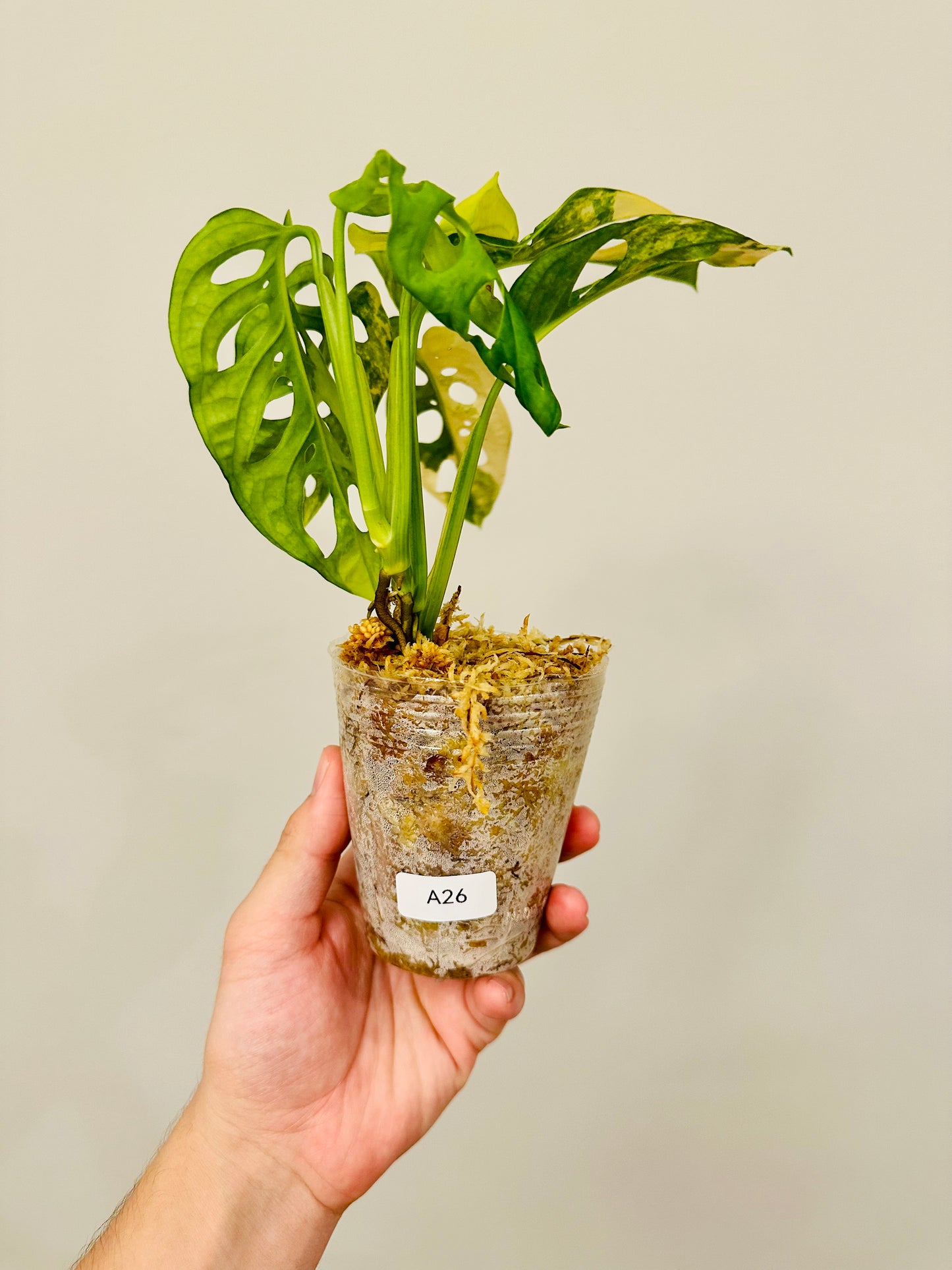 Monstera Adansonii Aurea