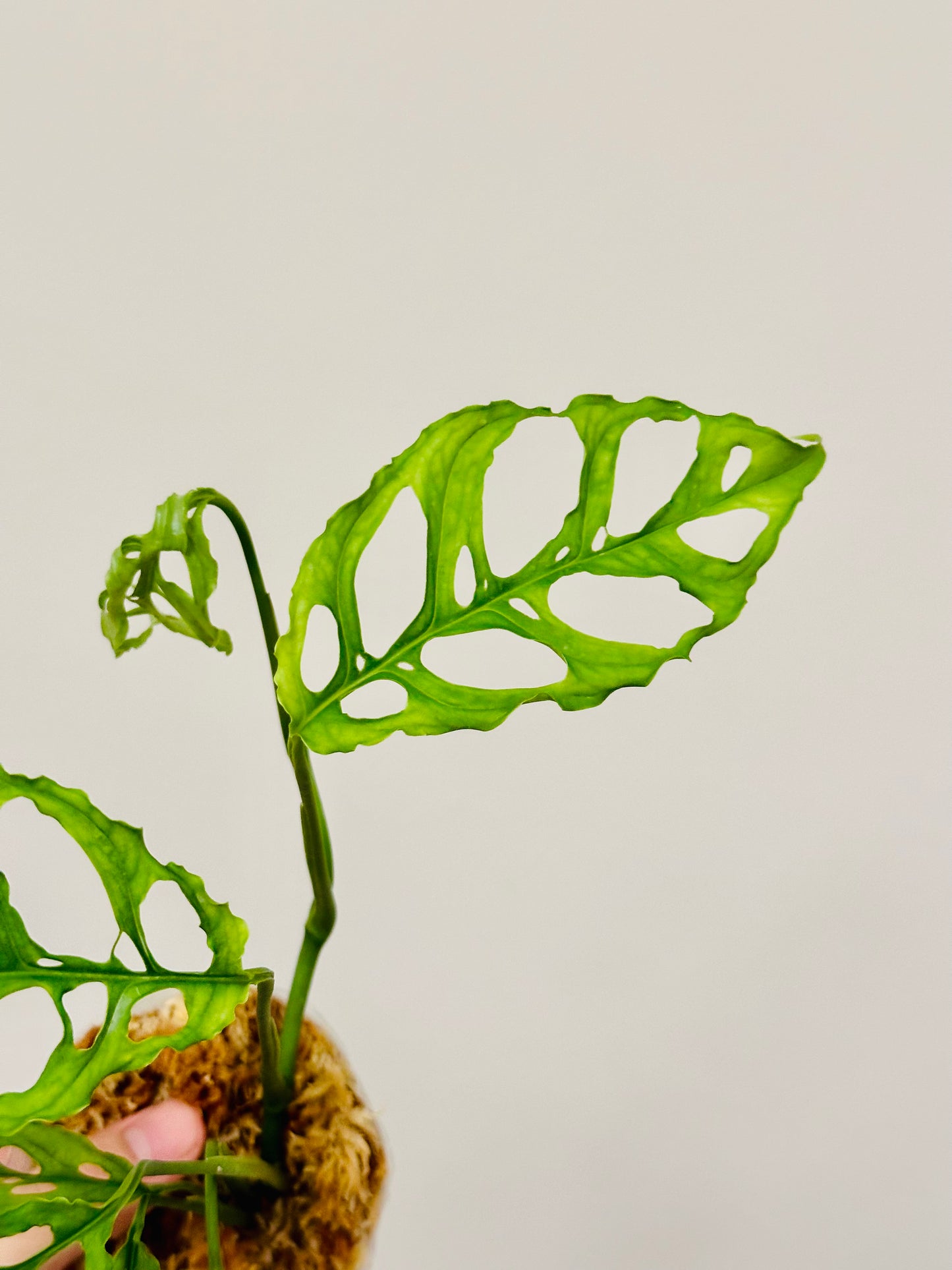 Monstera Oblicua Perú