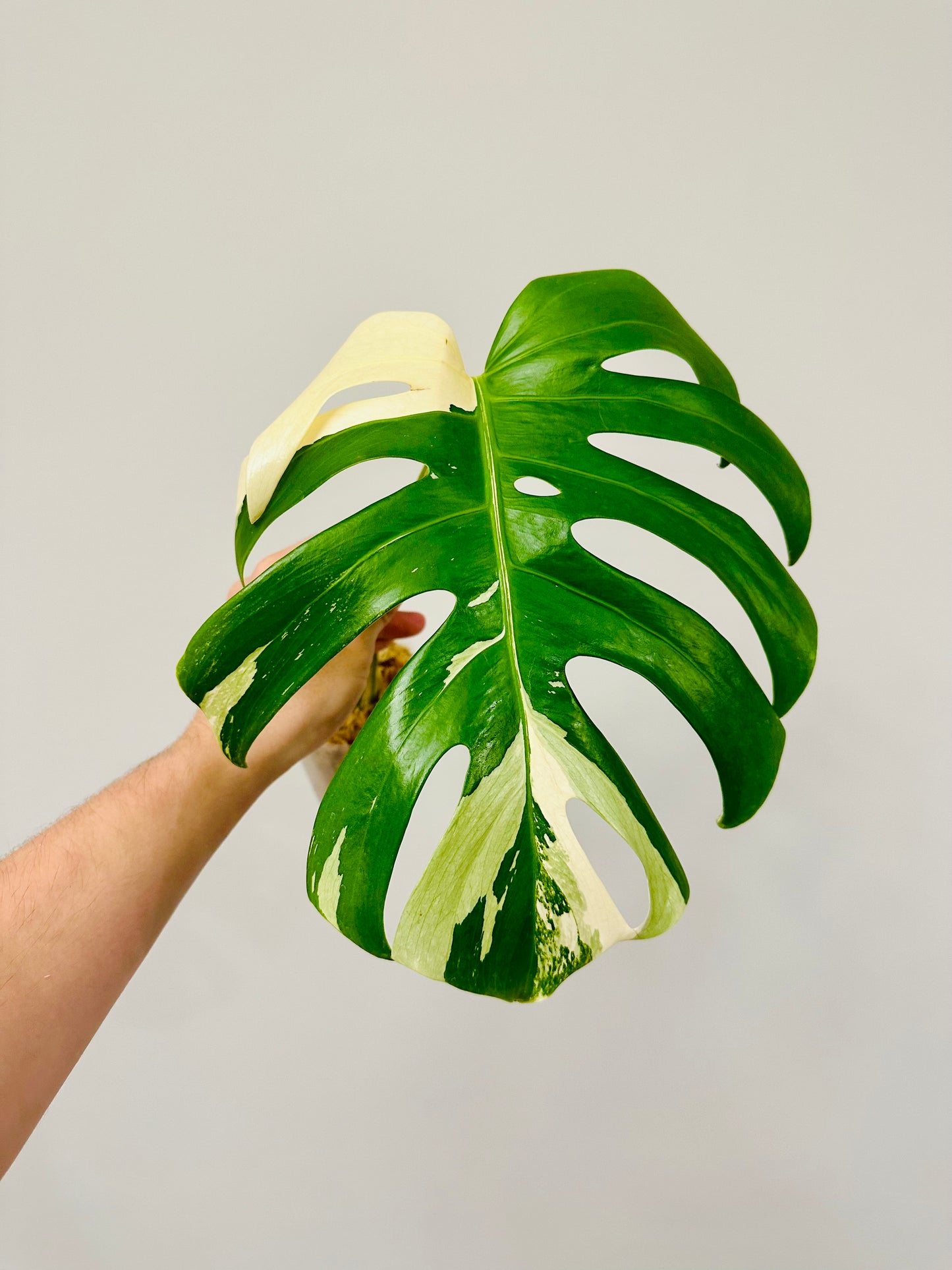 Monstera Deliciosa Albo Borsigiana Japanese White Tiger