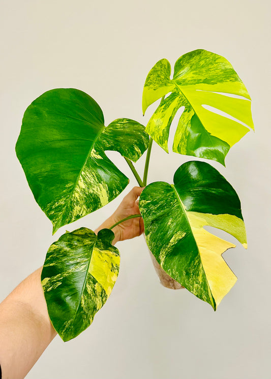 Monstera Aurea Borsigiana