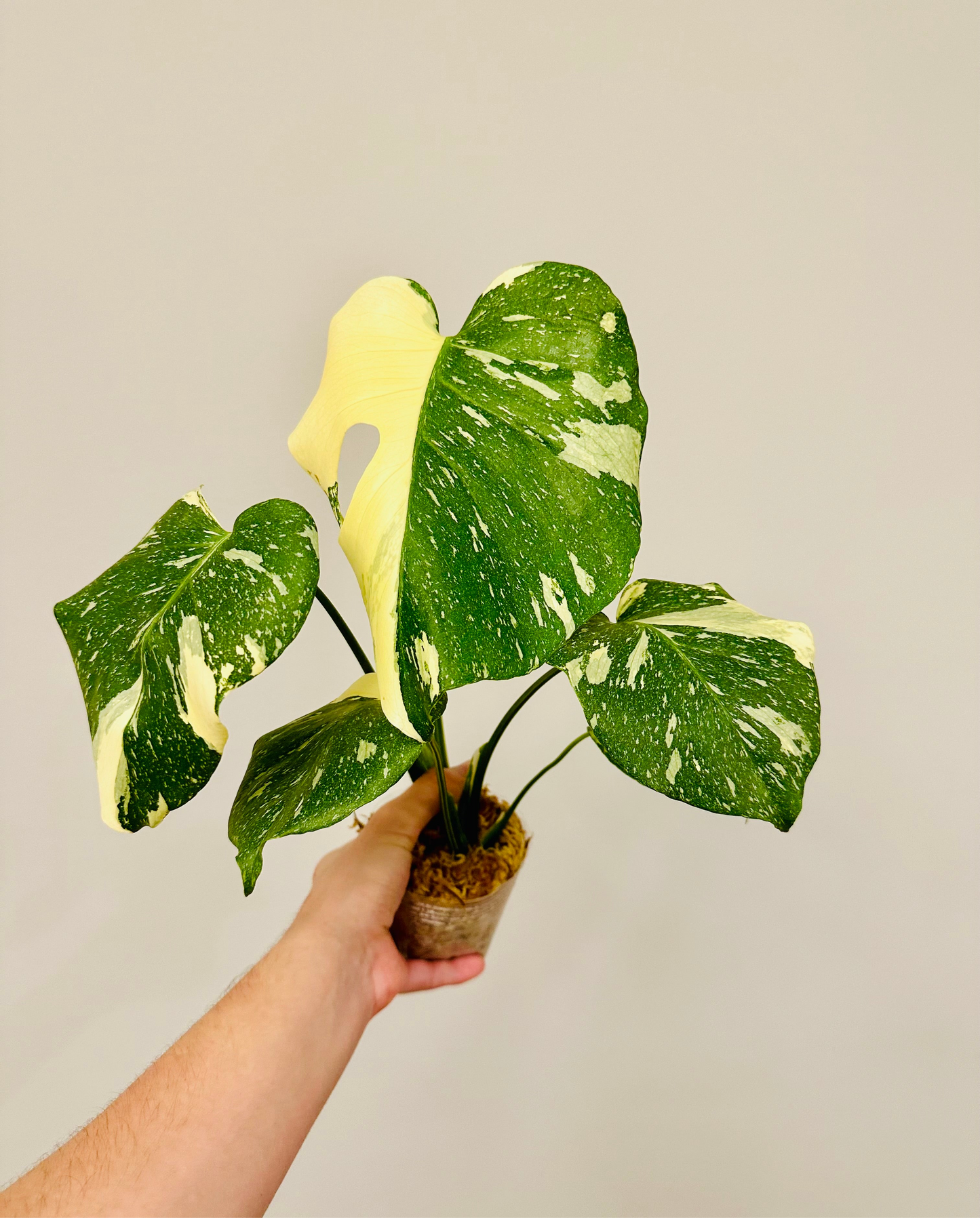 Monstera Thai Constellation