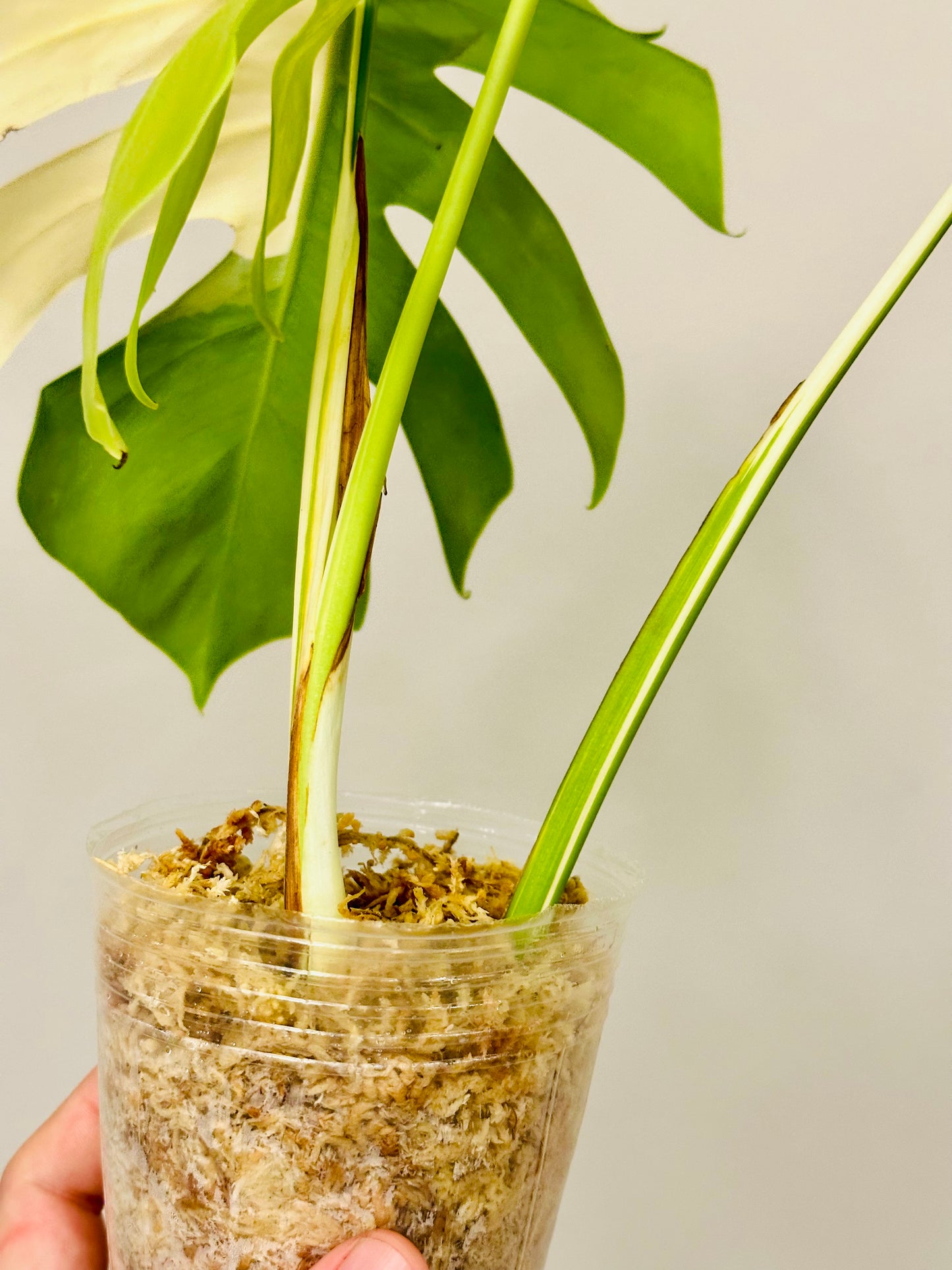 Monstera Deliciosa Albo Borsigiana Japanese White Tiger