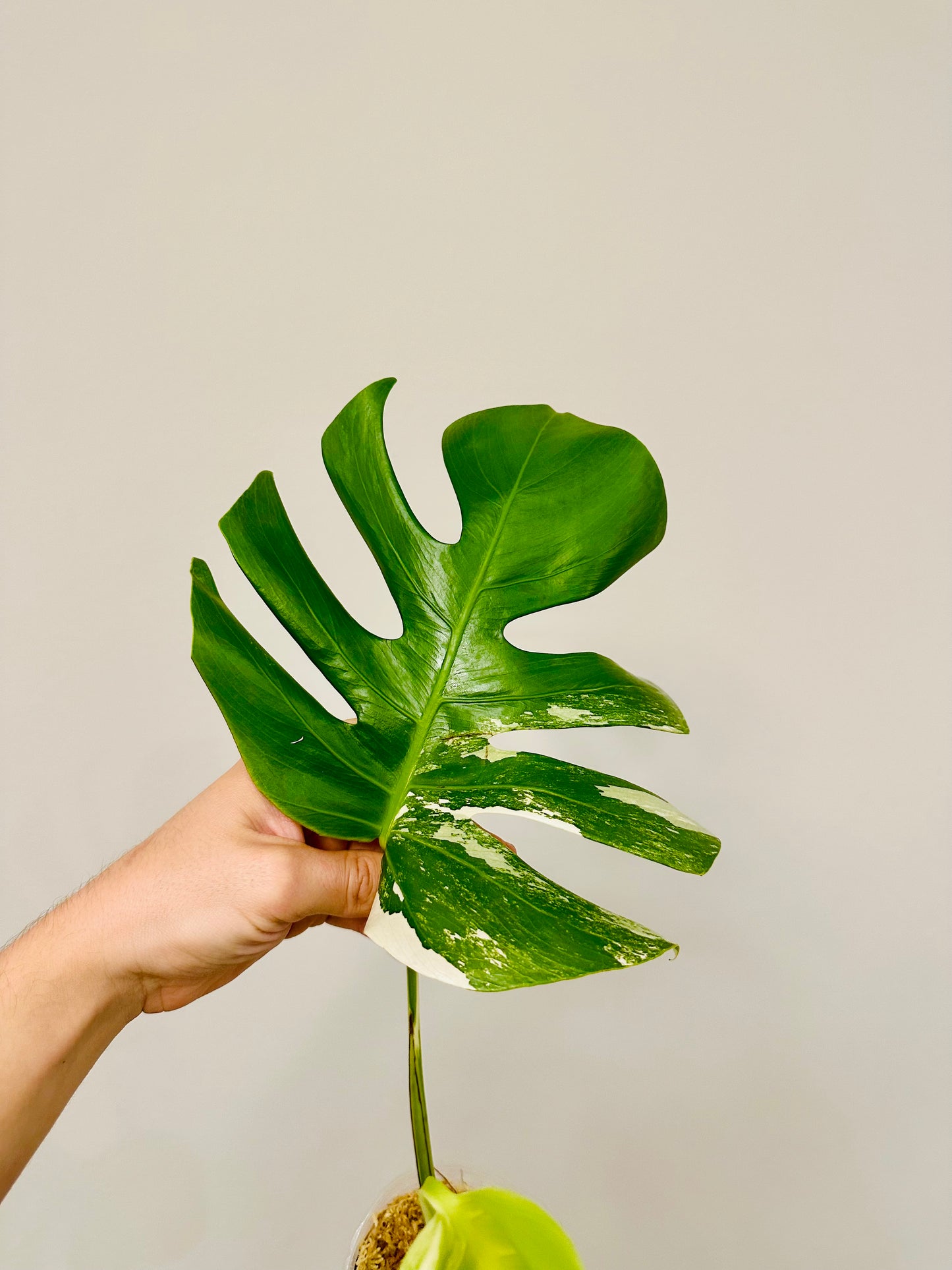 Monstera Deliciosa Albo Borsigiana Japanese White Tiger