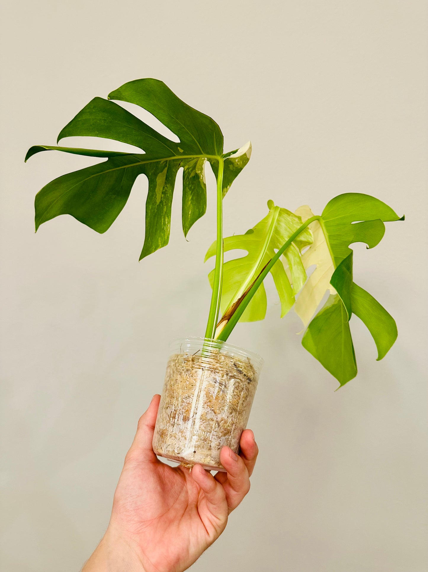 Monstera Deliciosa Albo Borsigiana Japanese White Tiger