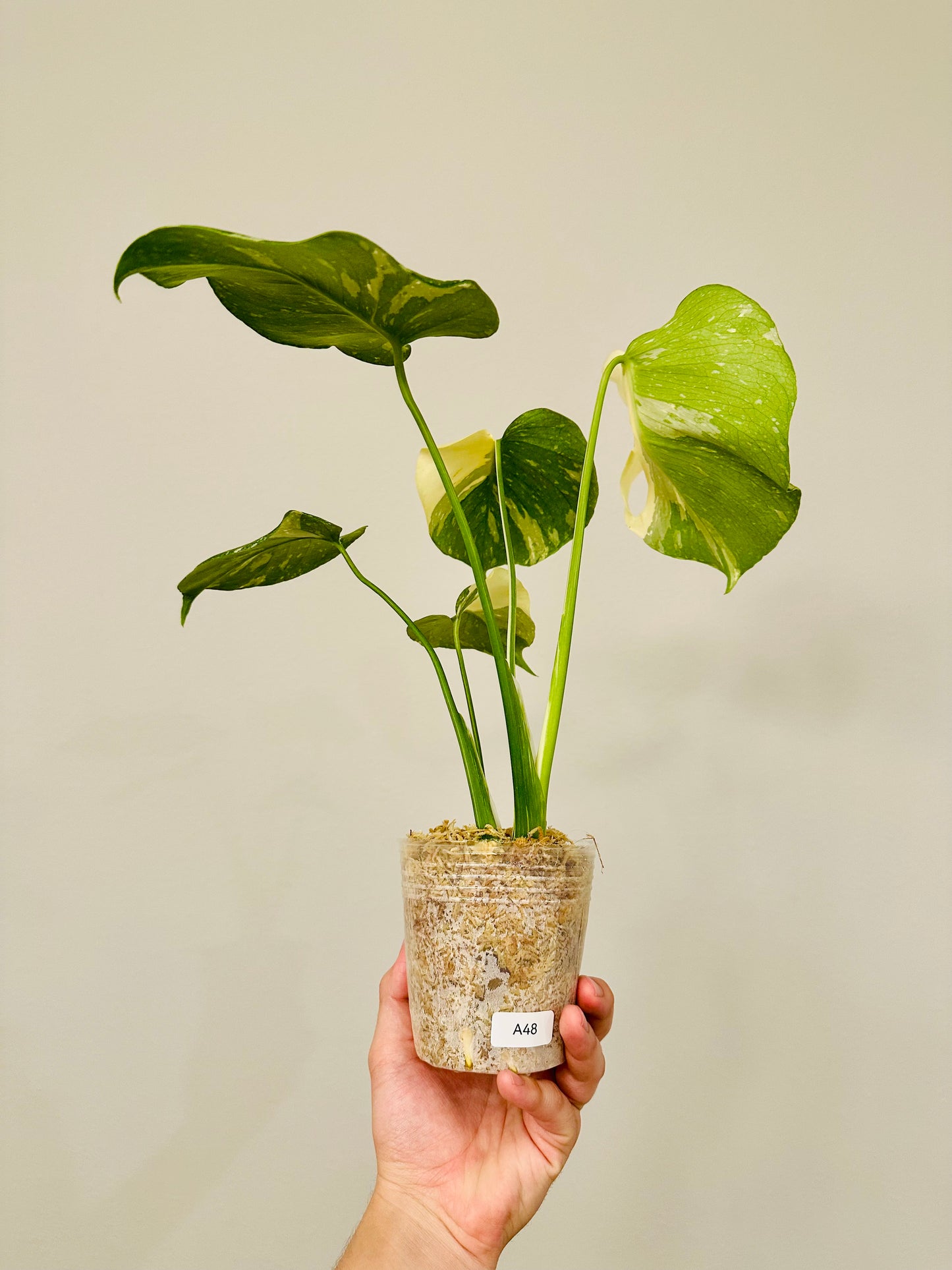 Monstera Thai Constellation