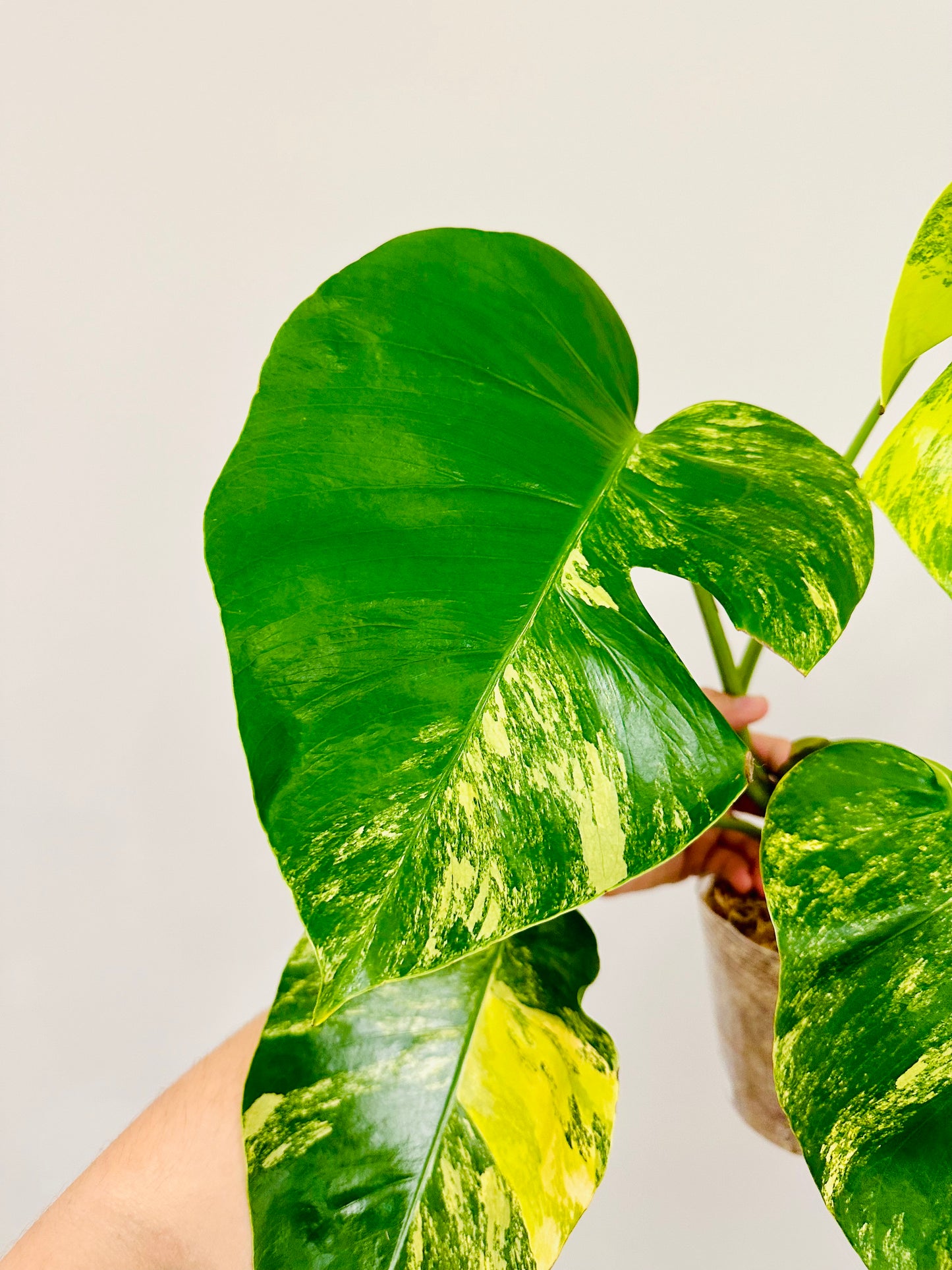 Monstera Aurea Borsigiana