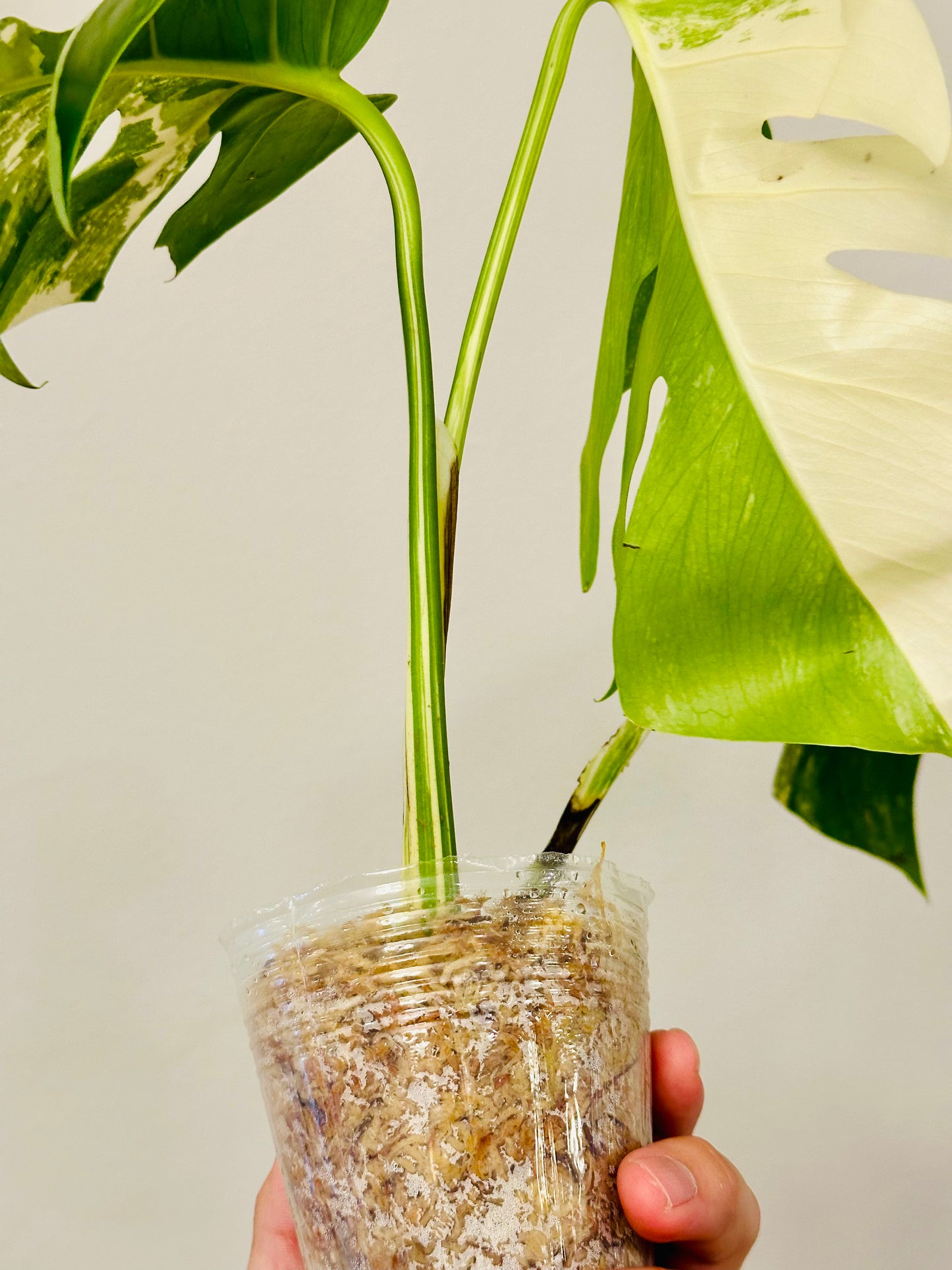 Monstera Deliciosa Albo Borsigiana Japanese White Tiger