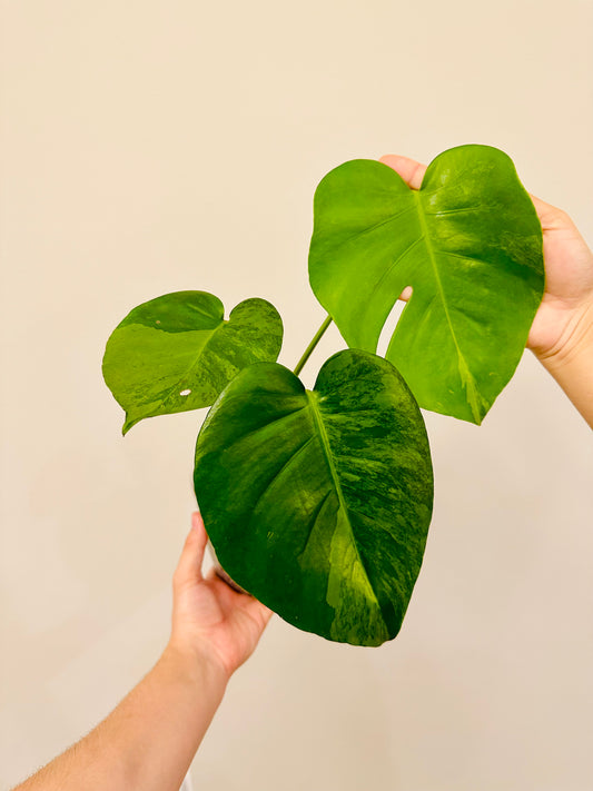 Monstera Green on Green Variegada