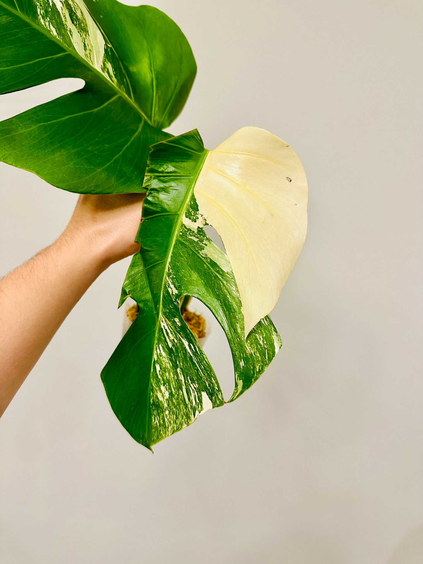 Monstera Deliciosa Albo Borsigiana Japanese White Tiger