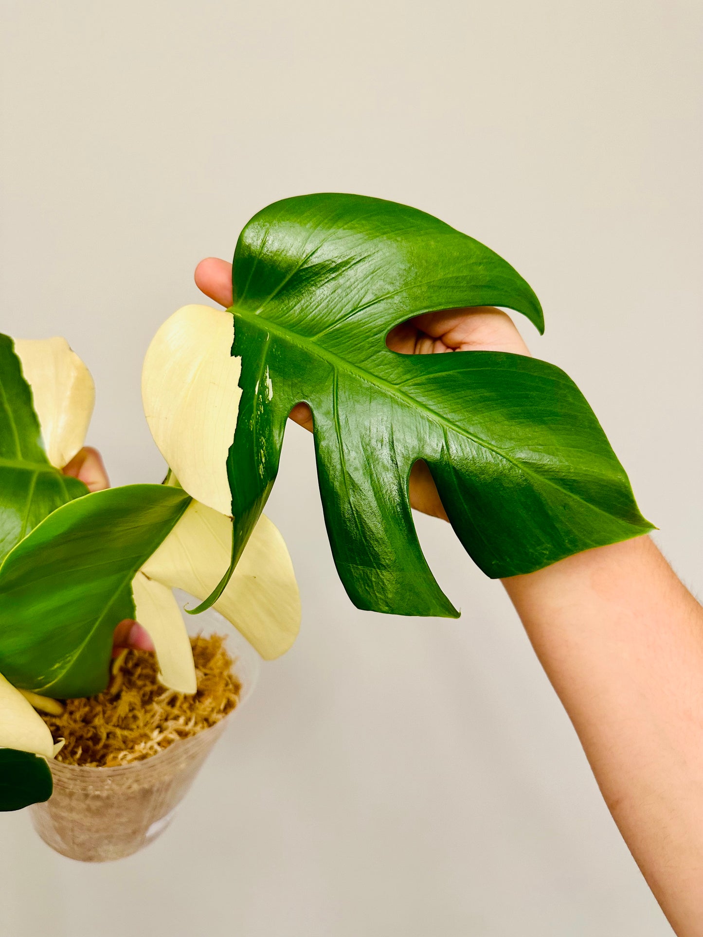 Monstera Deliciosa Albo Borsigiana Japanese White Tiger