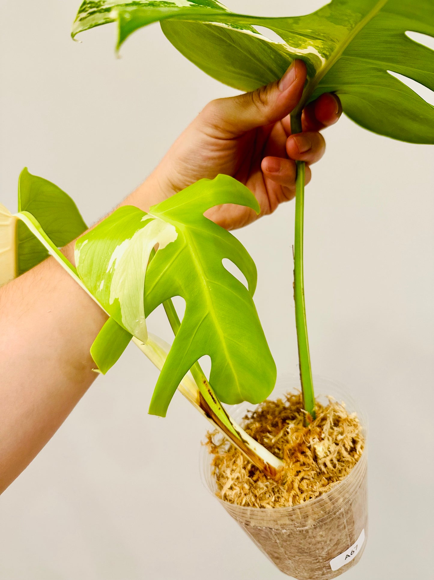 Monstera Deliciosa Albo Borsigiana Japanese White Tiger