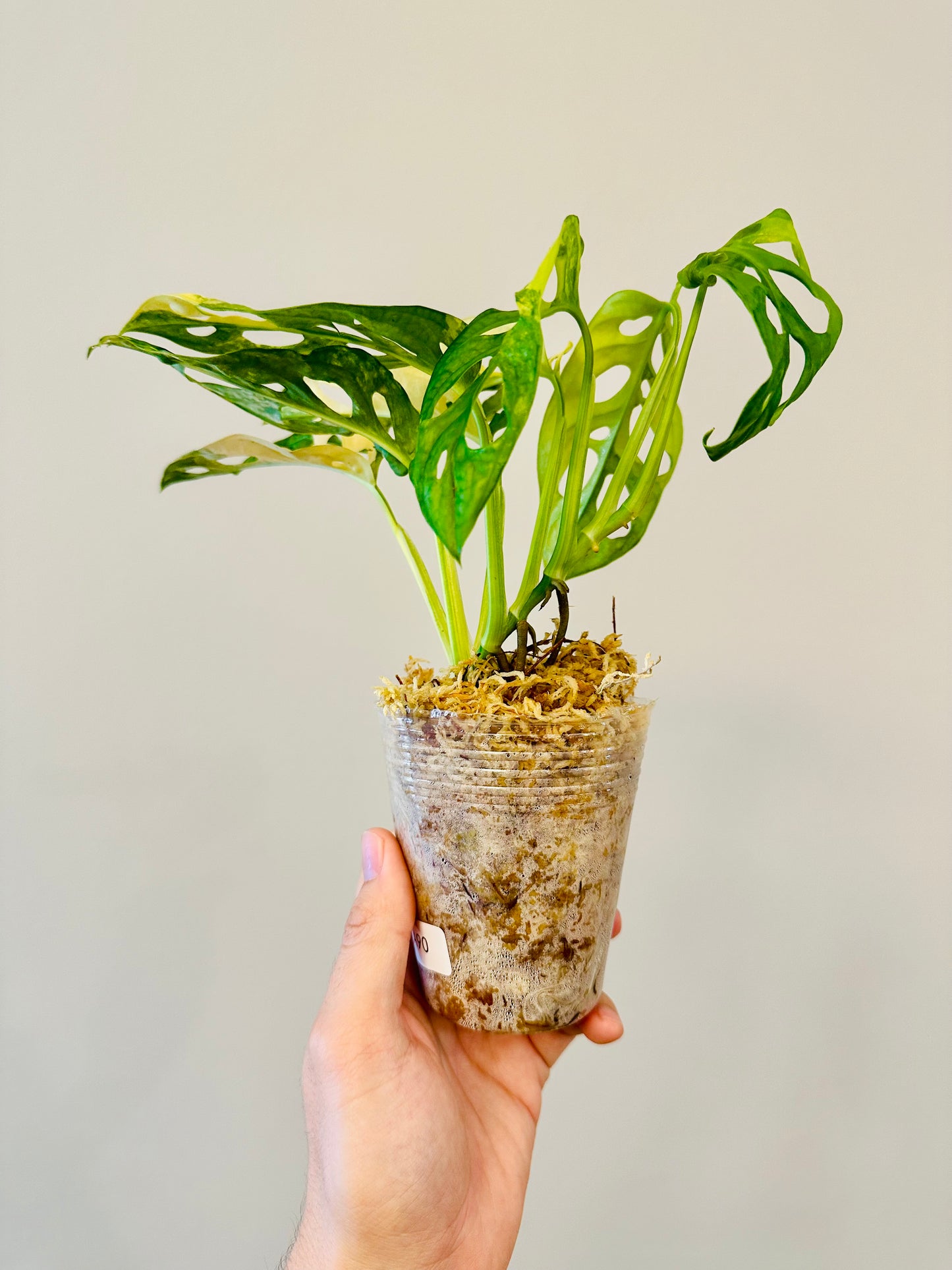 Monstera Adansonii Aurea