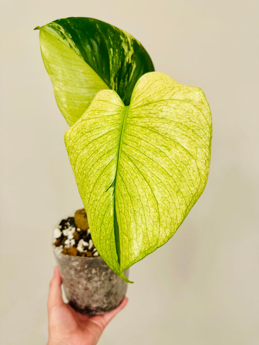 Monstera Mint White Monster A2